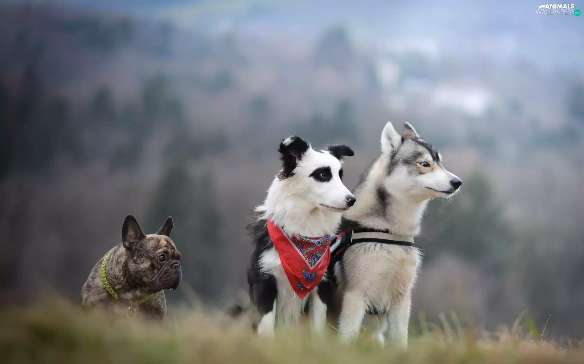 Siberian Husky, French Bulldog, Border Collie