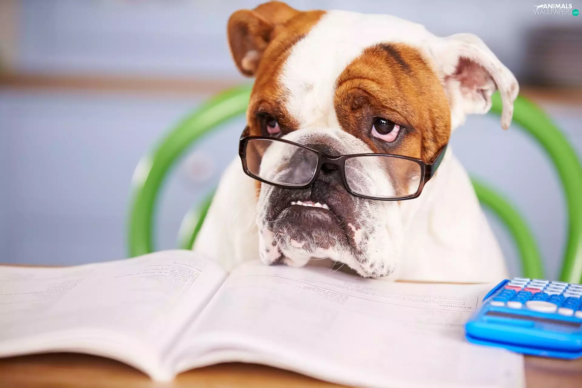 Calculator, Book, English Bulldog, Glasses, dog