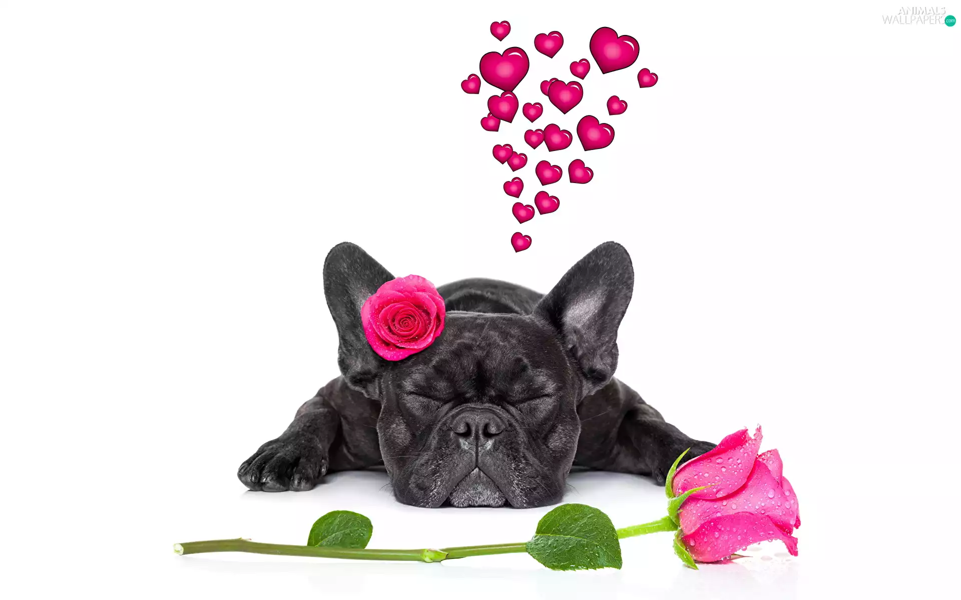 in love, dog, roses, heart, Flowers, French Bulldog