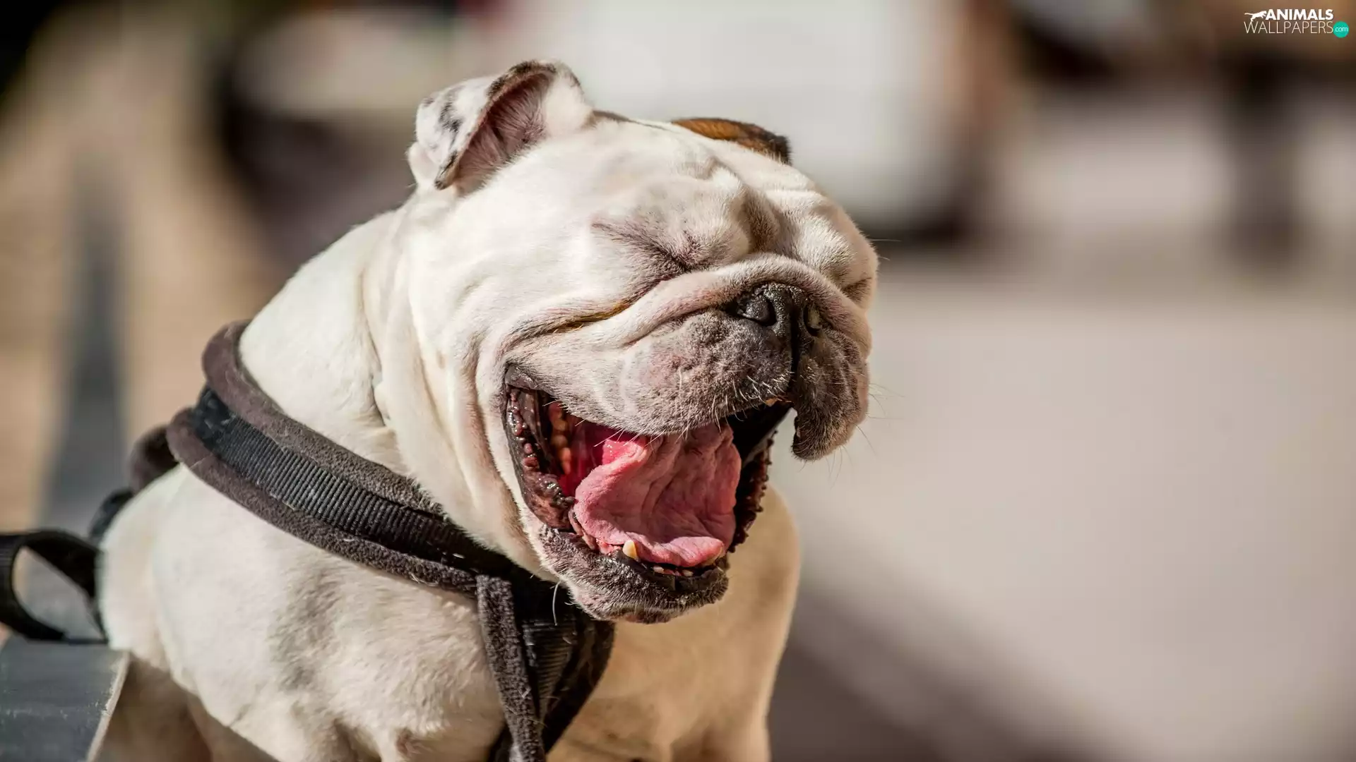 Funny, smiling, English Bulldog