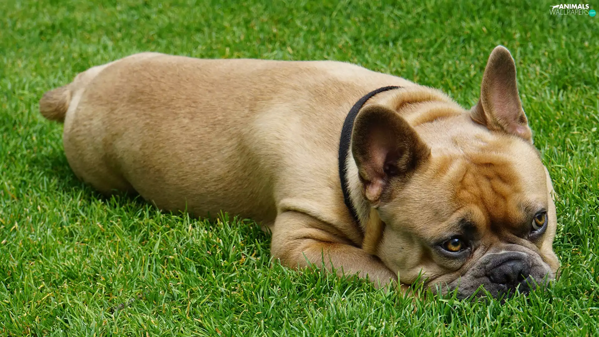 grass, dog, French Bulldog