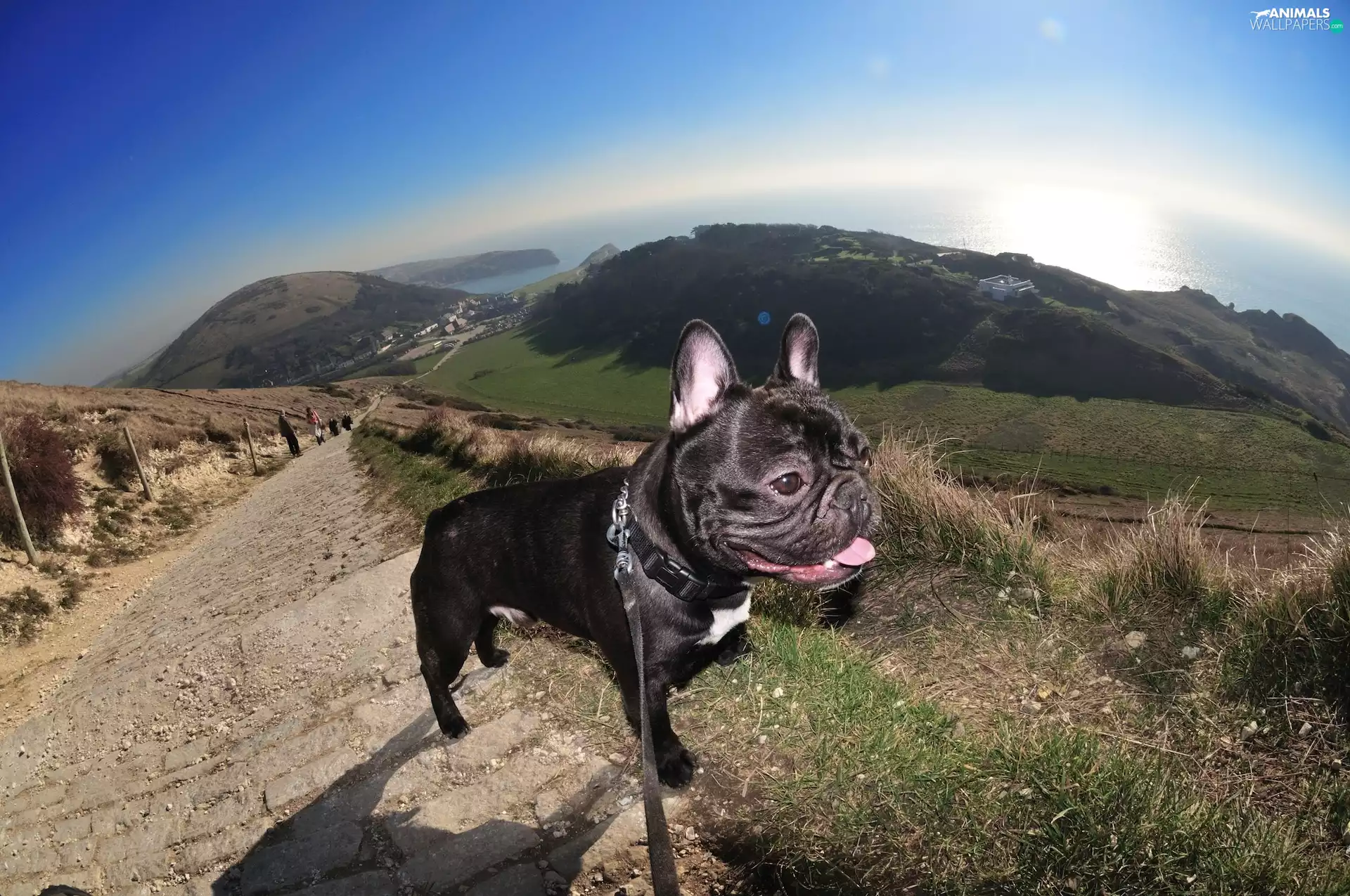 French Bulldog, grass, Sky, Way