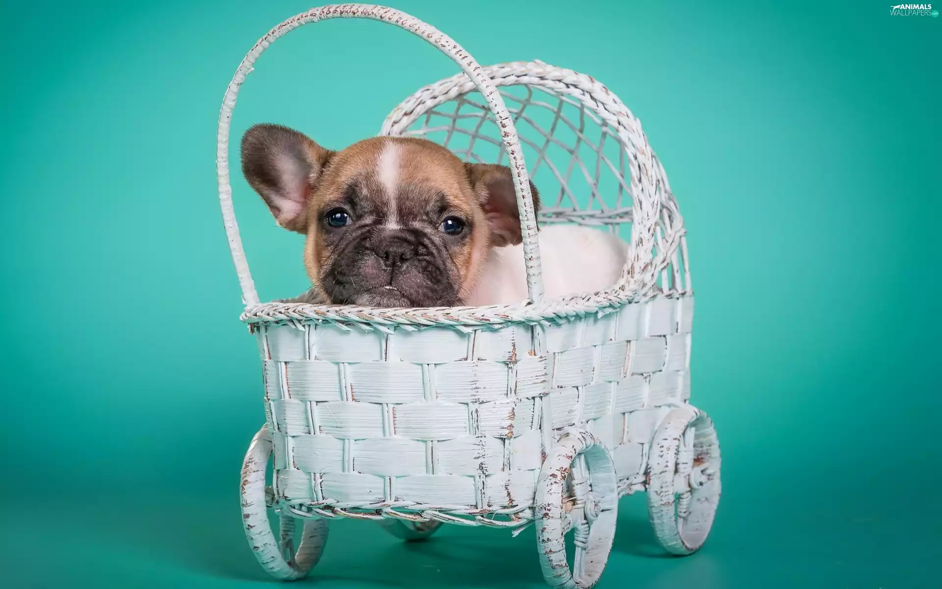 French Bulldog, honeyed, Puppy, dog