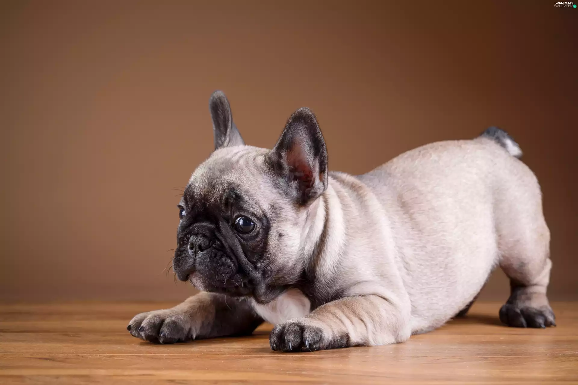 Puppy, dog, French Bulldog