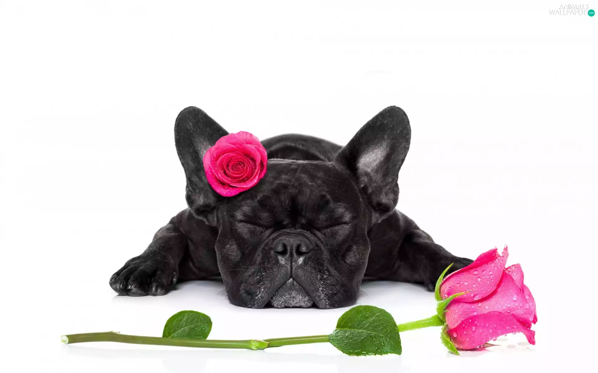 roses, dog, French Bulldog