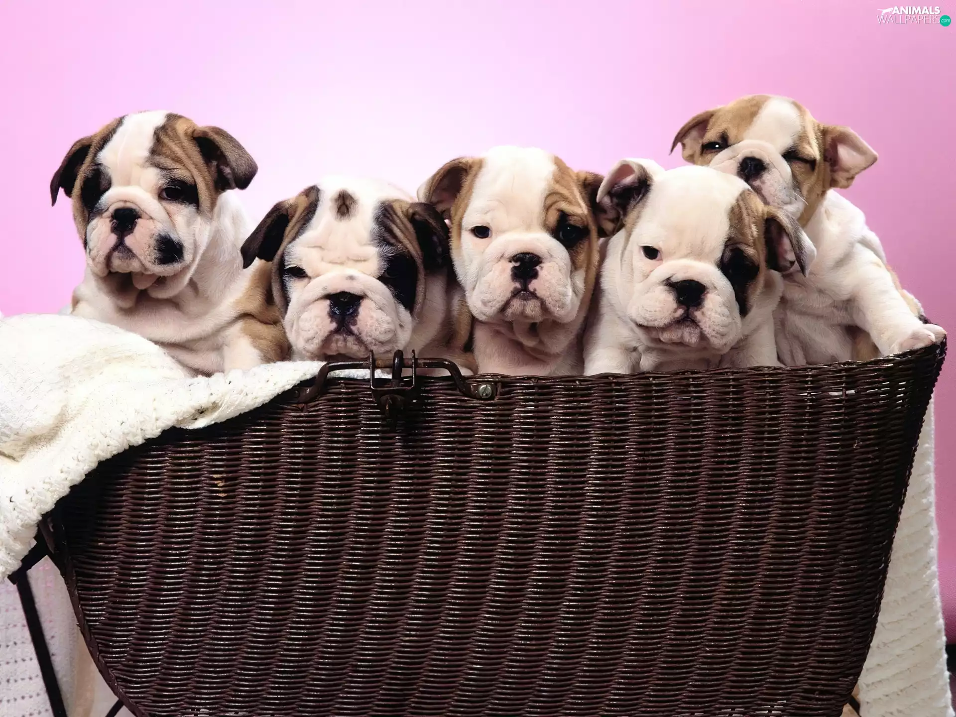 Bulldogs, basket, puppies