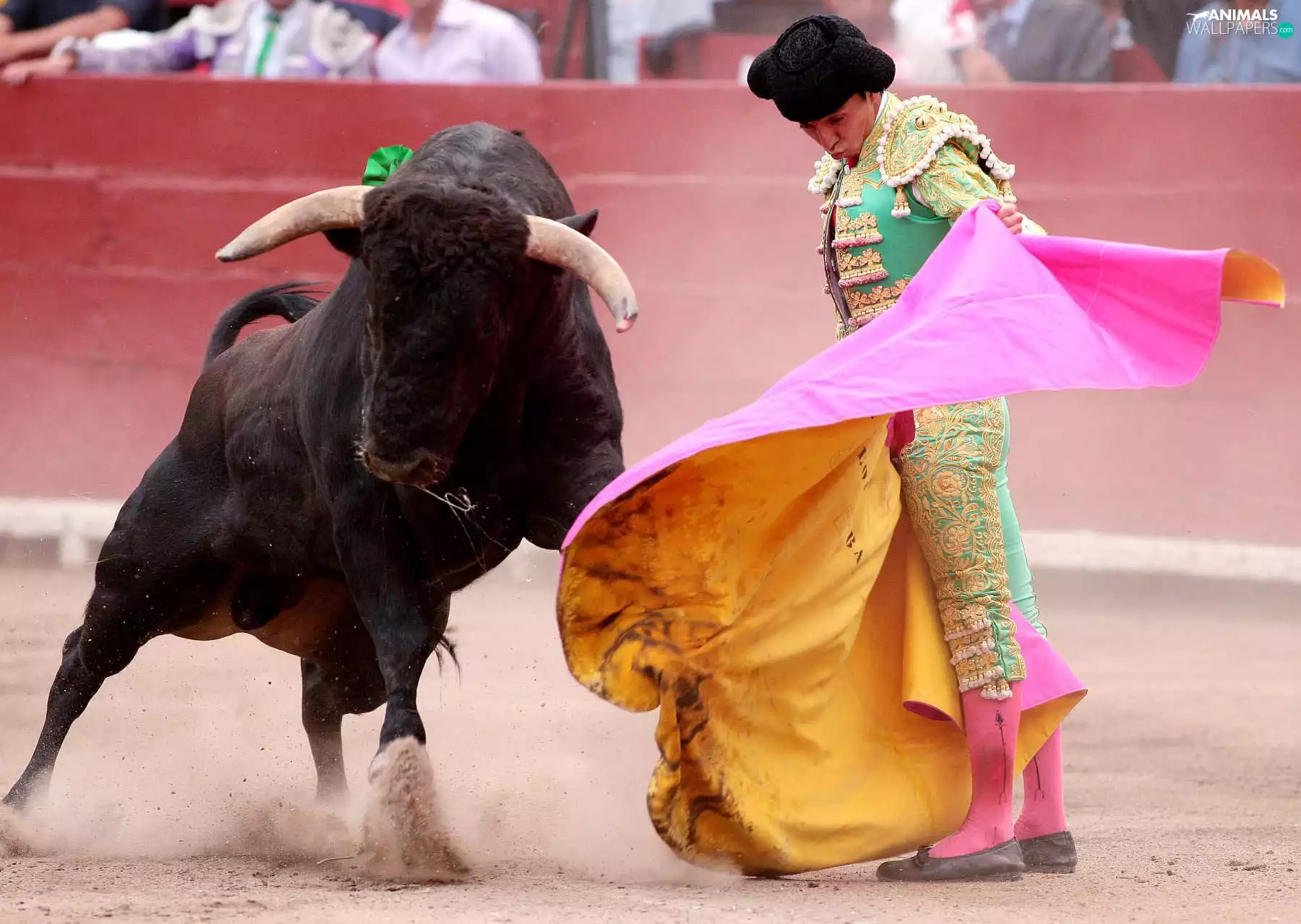 bullfighter, Bull