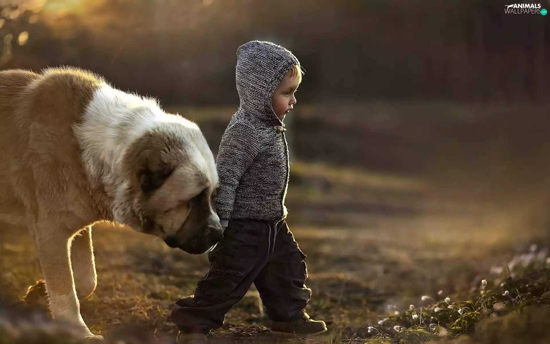 Bullmastiff, Kid, dog