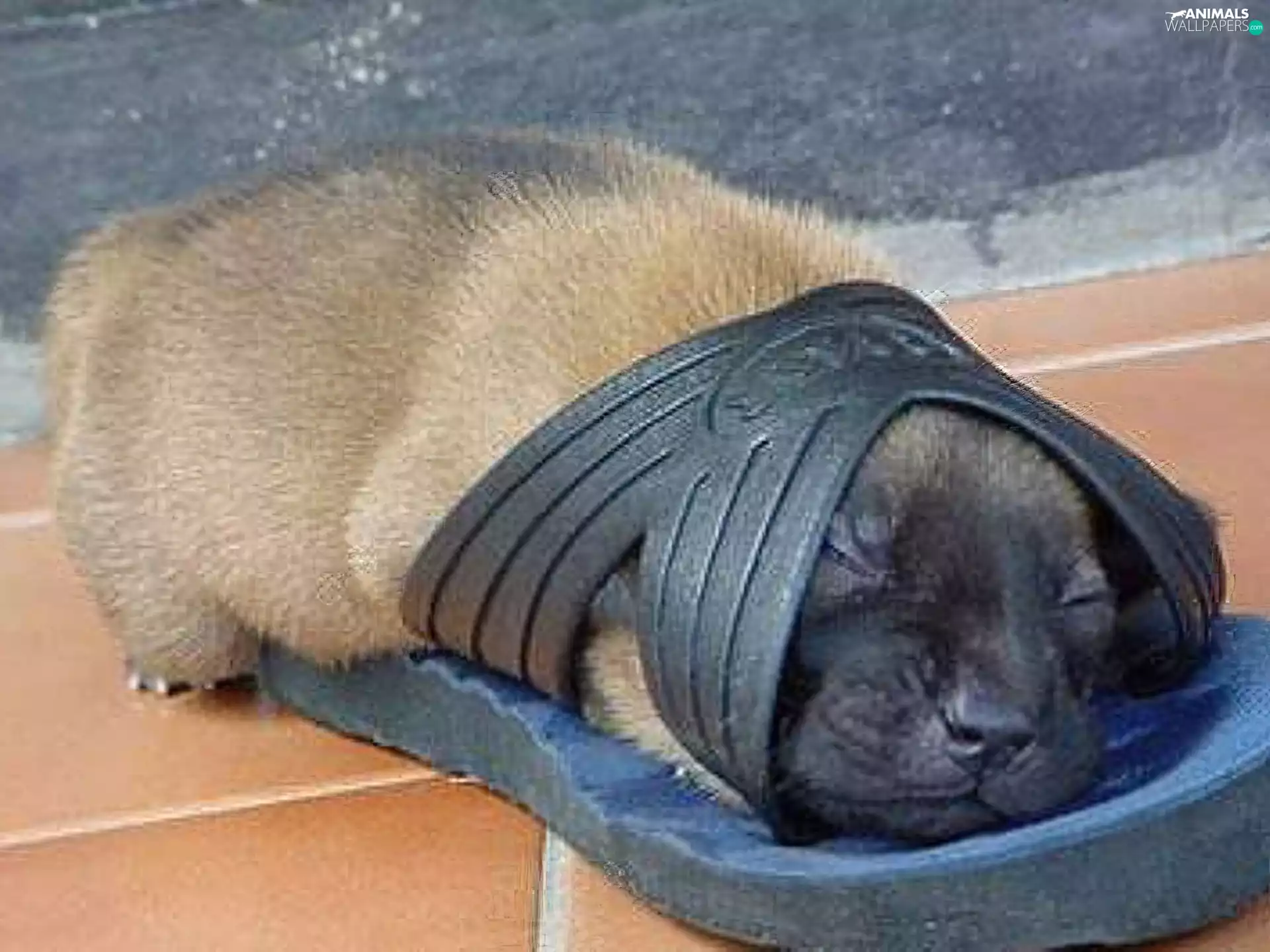 Bullmastiff, dog, flaps