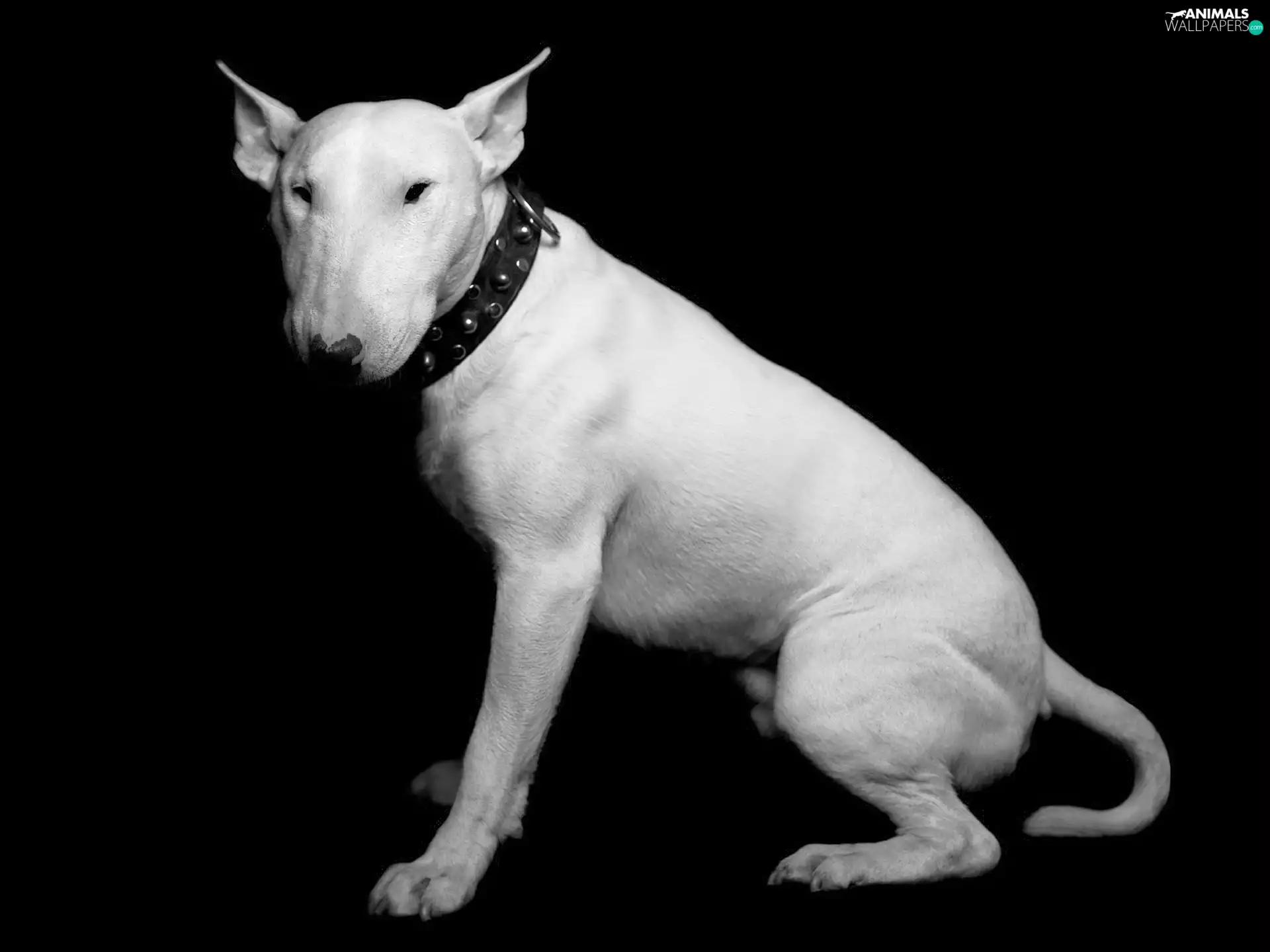 dog-collar, White, Bulterier