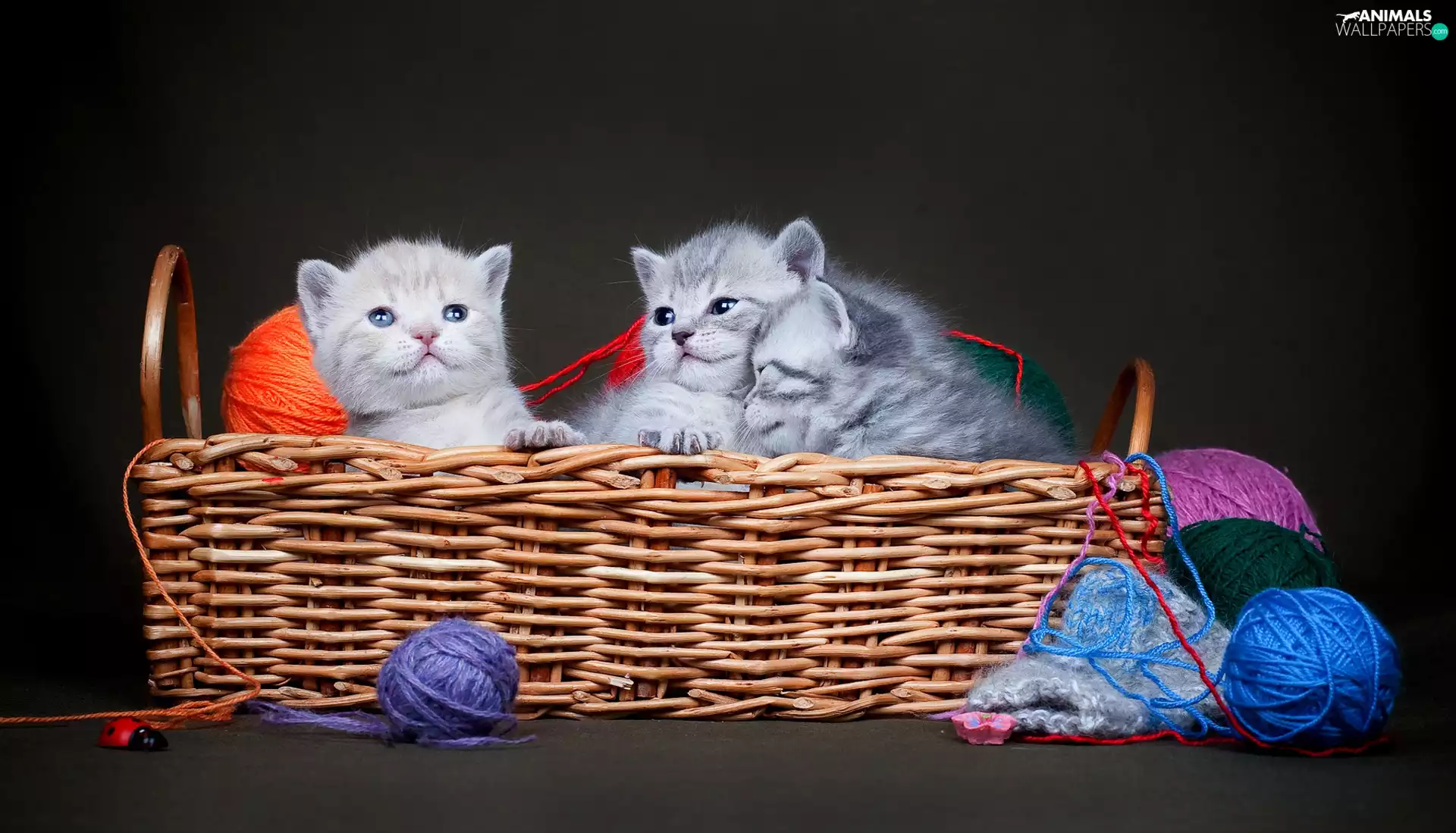 puss, Three, wool, Bundles, basket, little doggies
