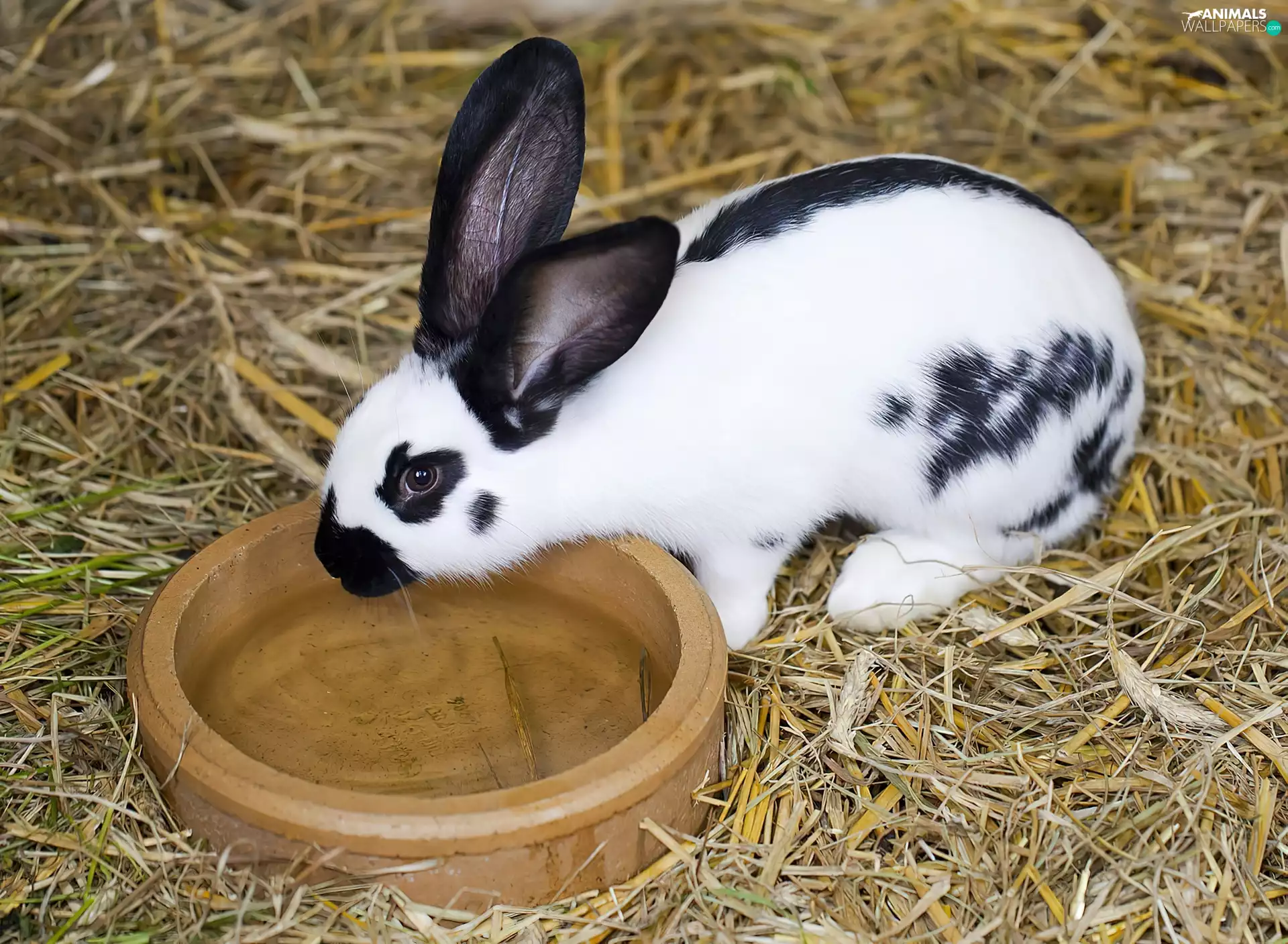 Bunny, bowl