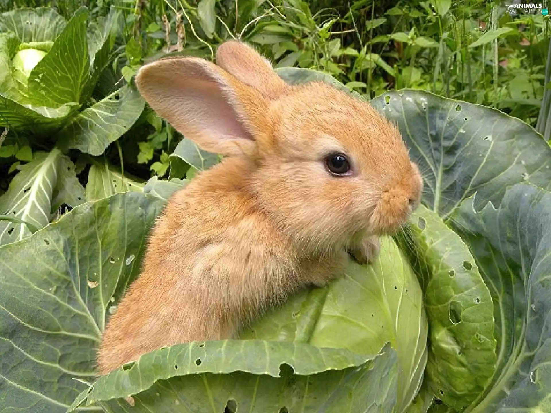 Bunny, cabbage