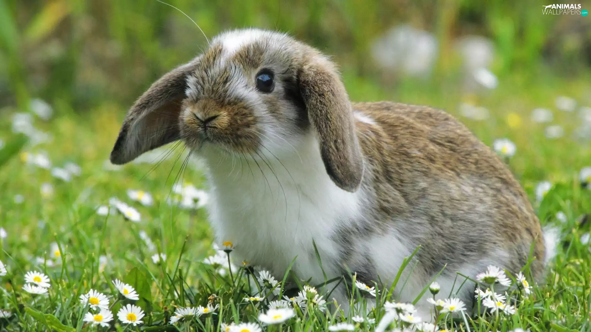 Bunny, daisies