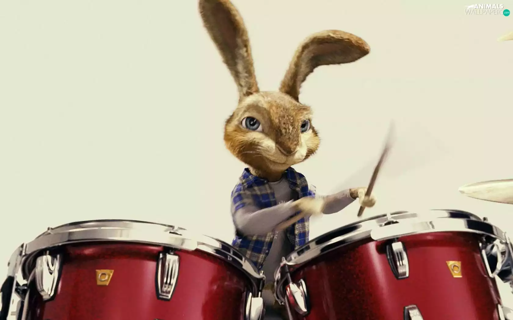 Bunny, Percussion