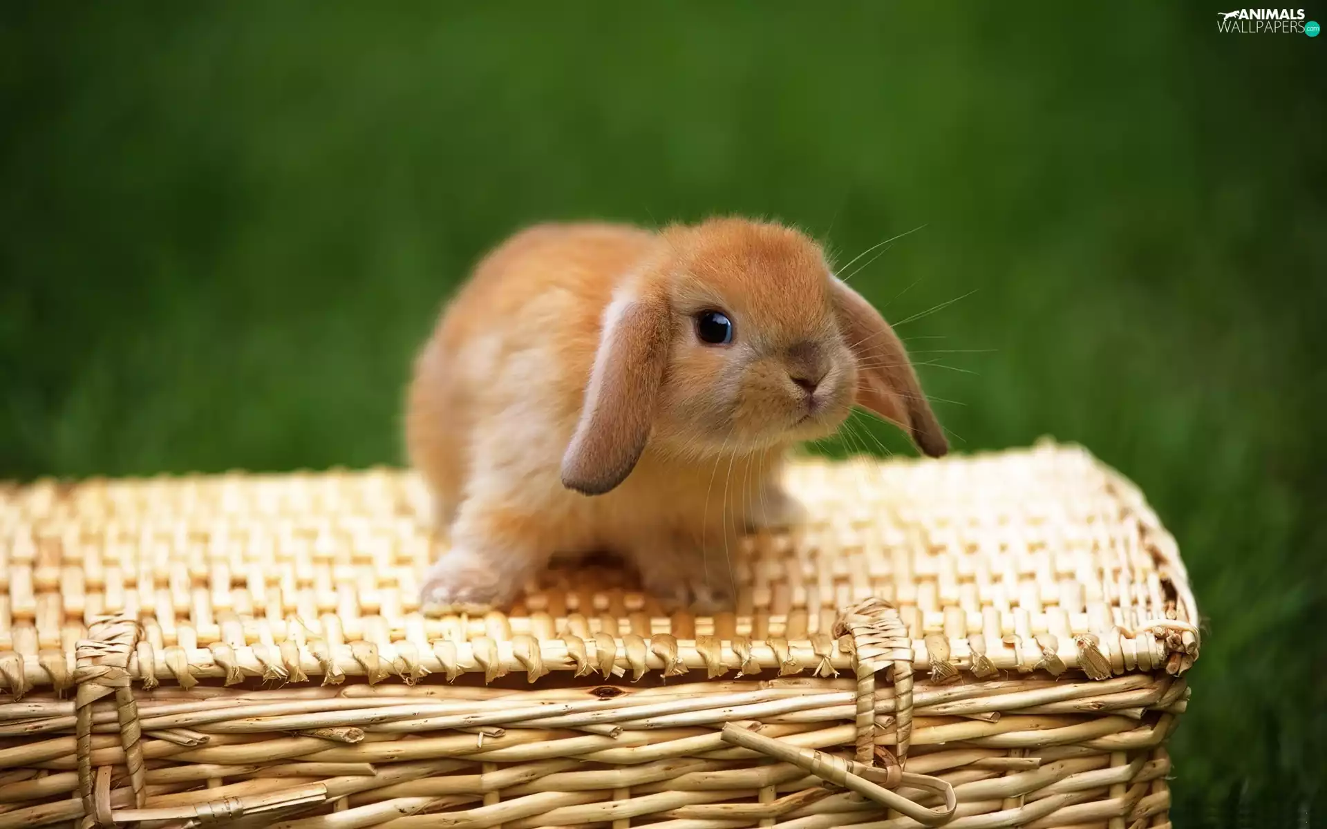 small, wicker, basket, Bunny
