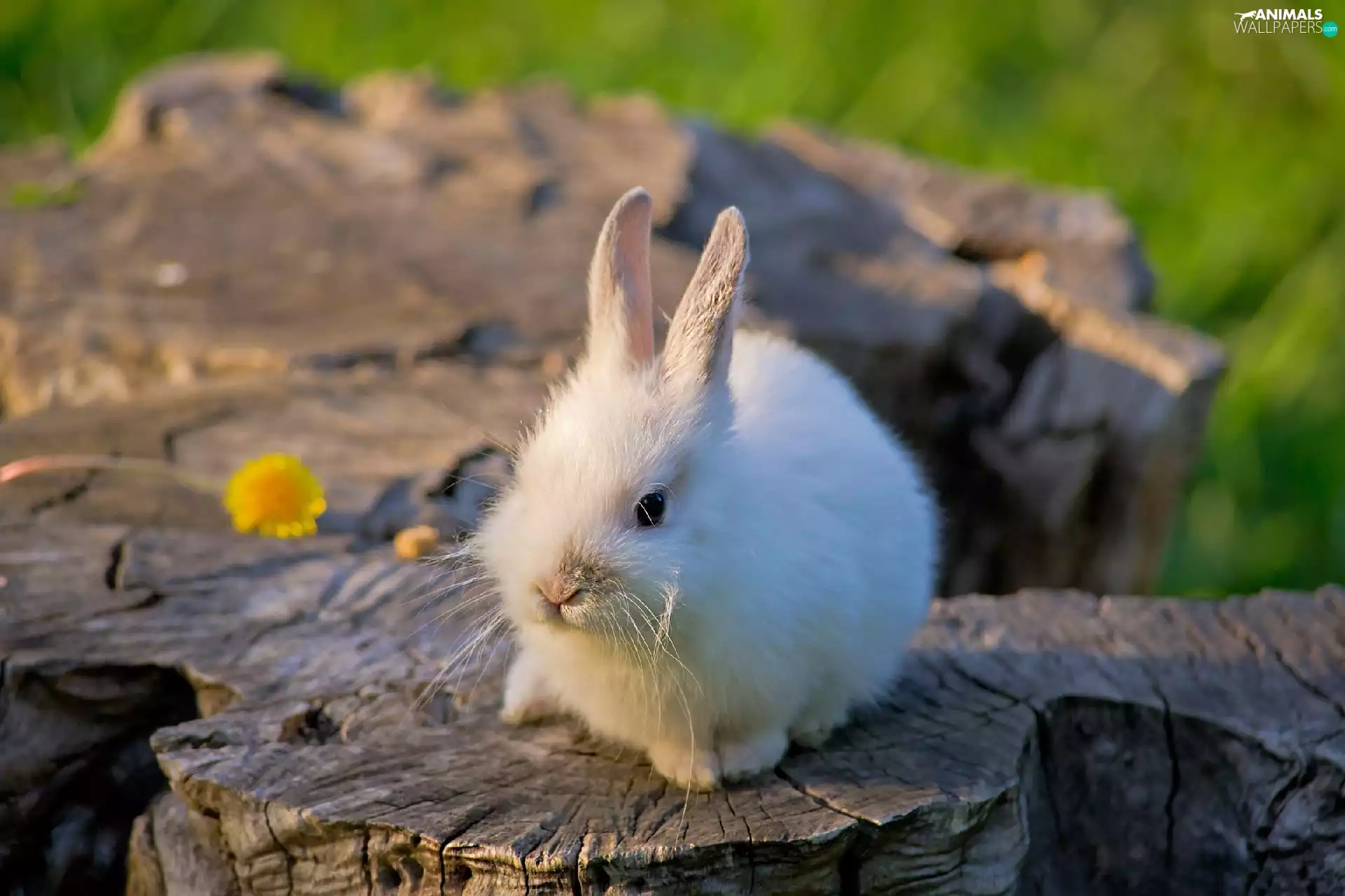 White, Bunny, trees, viewes, trunk