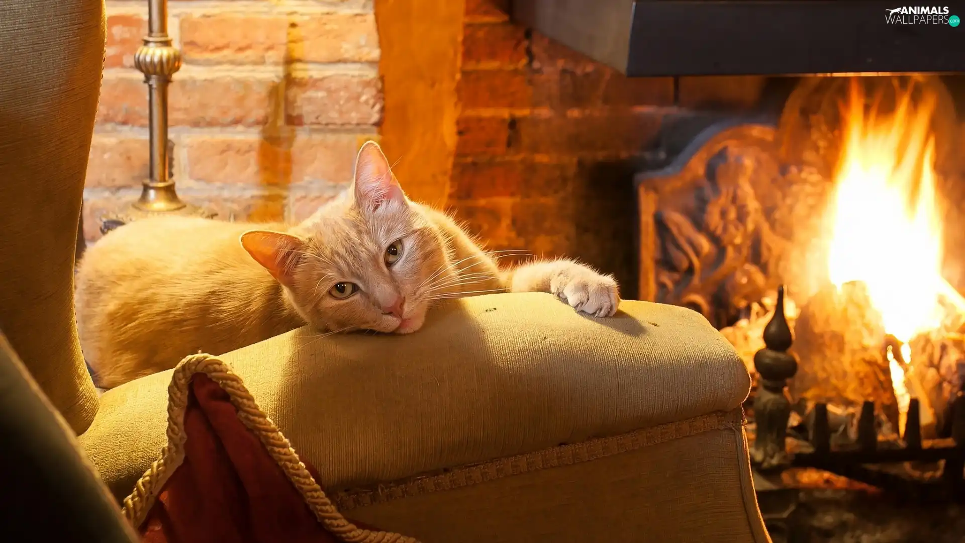 ginger, Armchair, burner chimney, cat