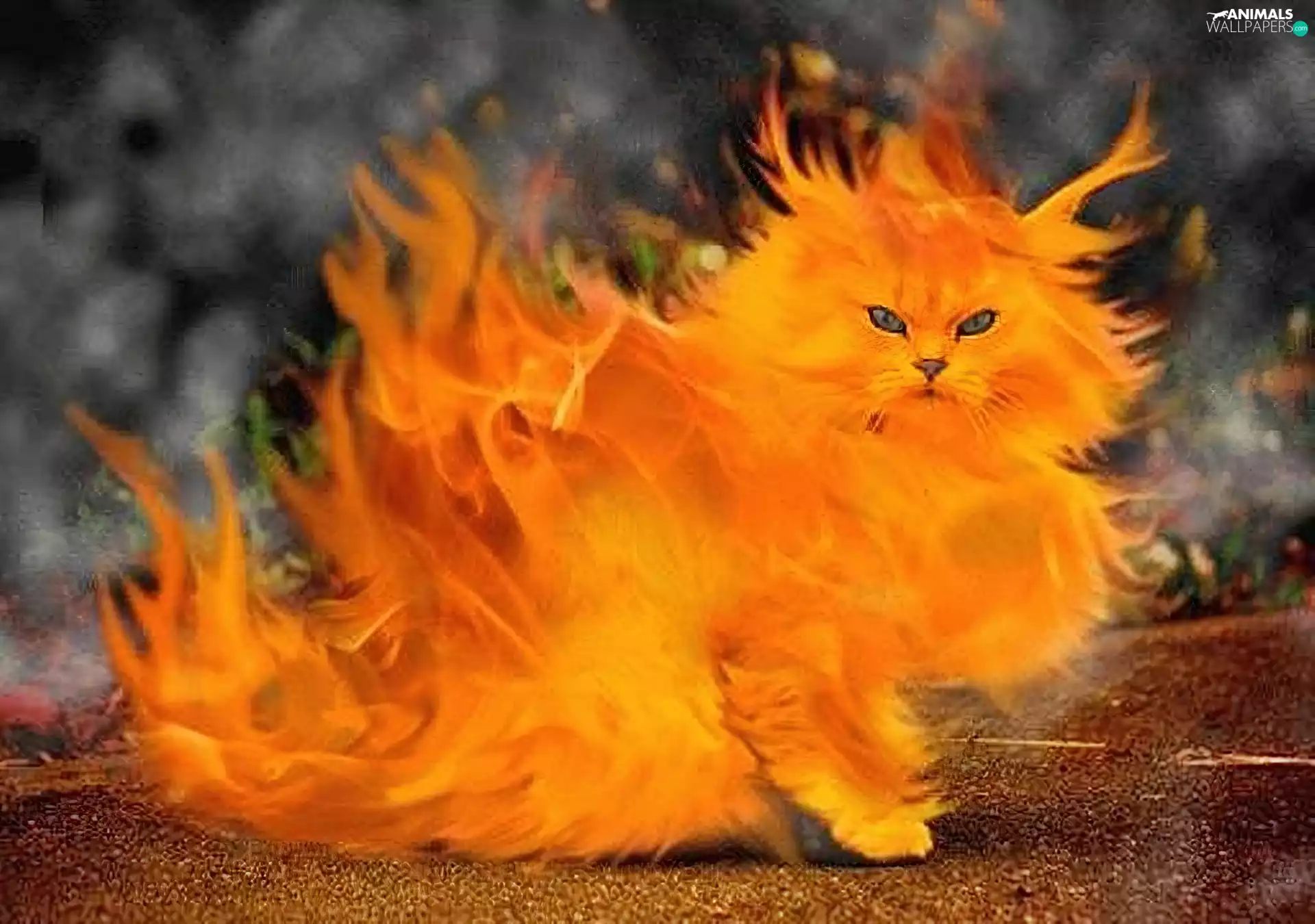 burning, cat