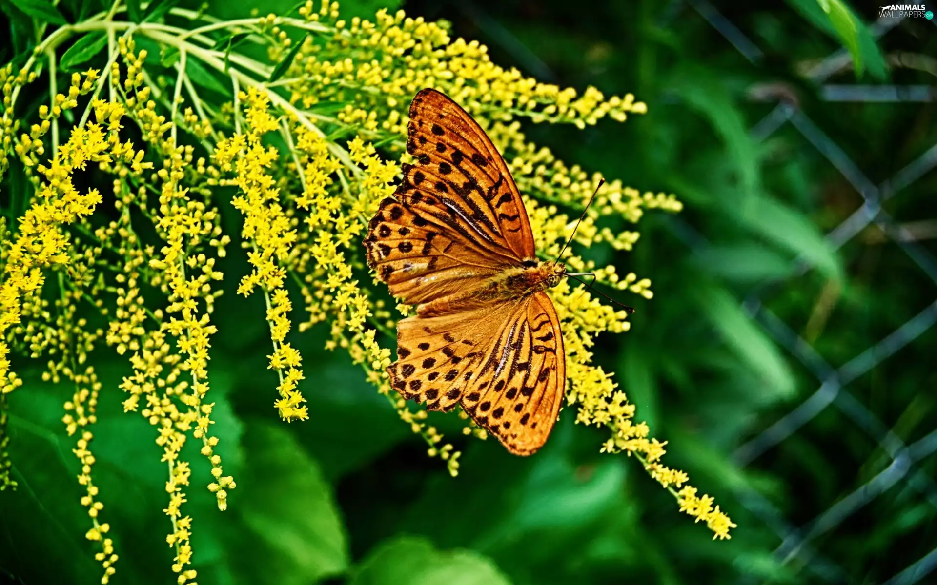 argynnis, Beatyfull, Yellow, Bush, Paphia, butterfly