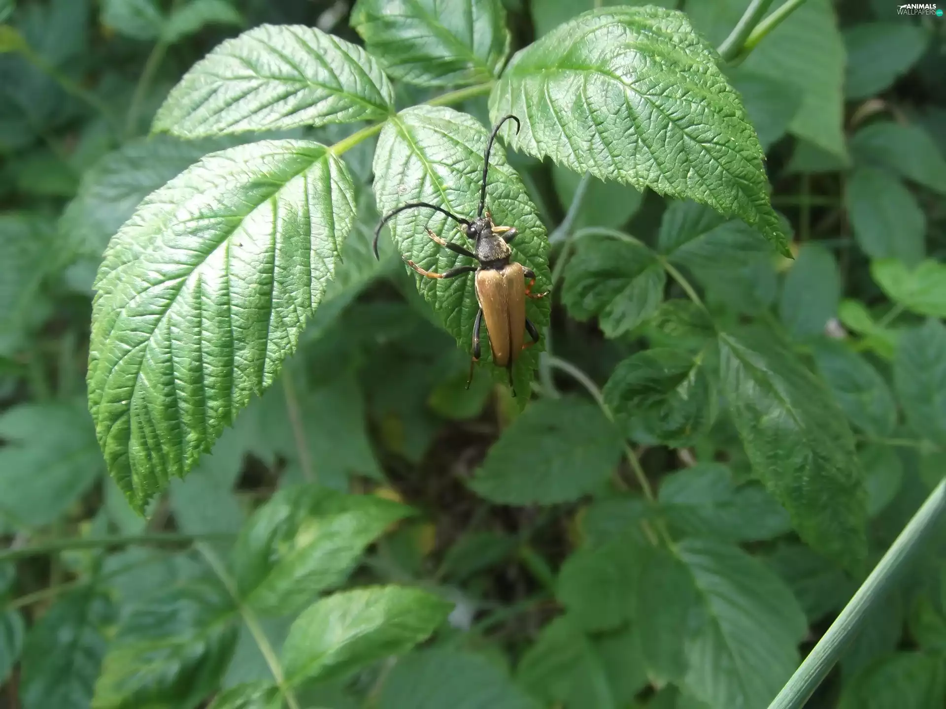 cockchafer, wild, rose, Bush