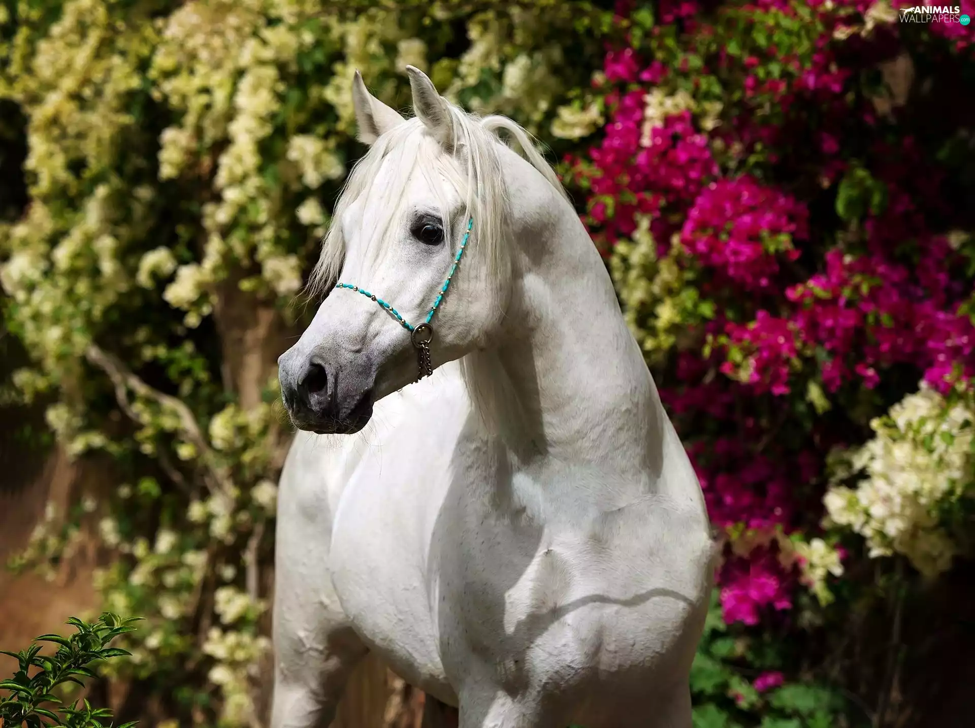 Bush, grizzle, color