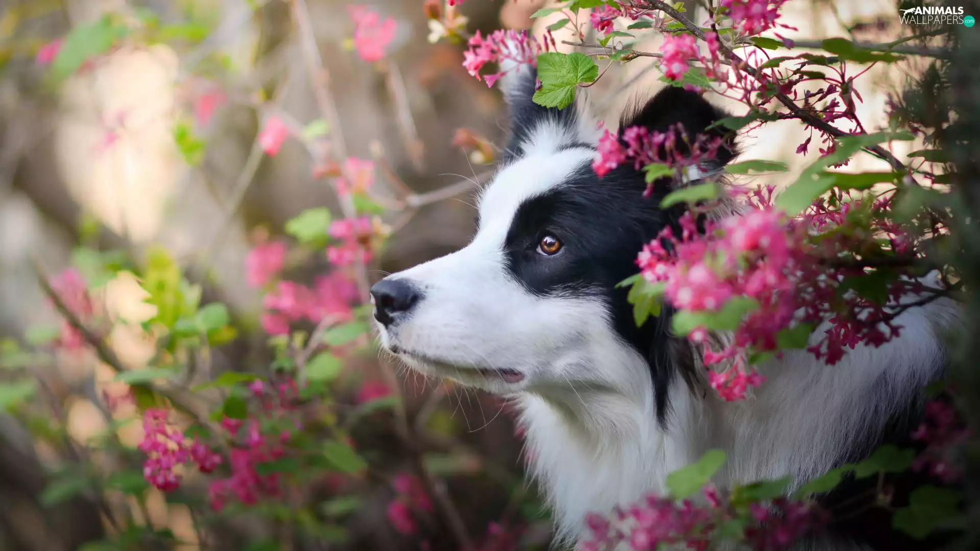 dog, Bush, Flowers, Border Collie