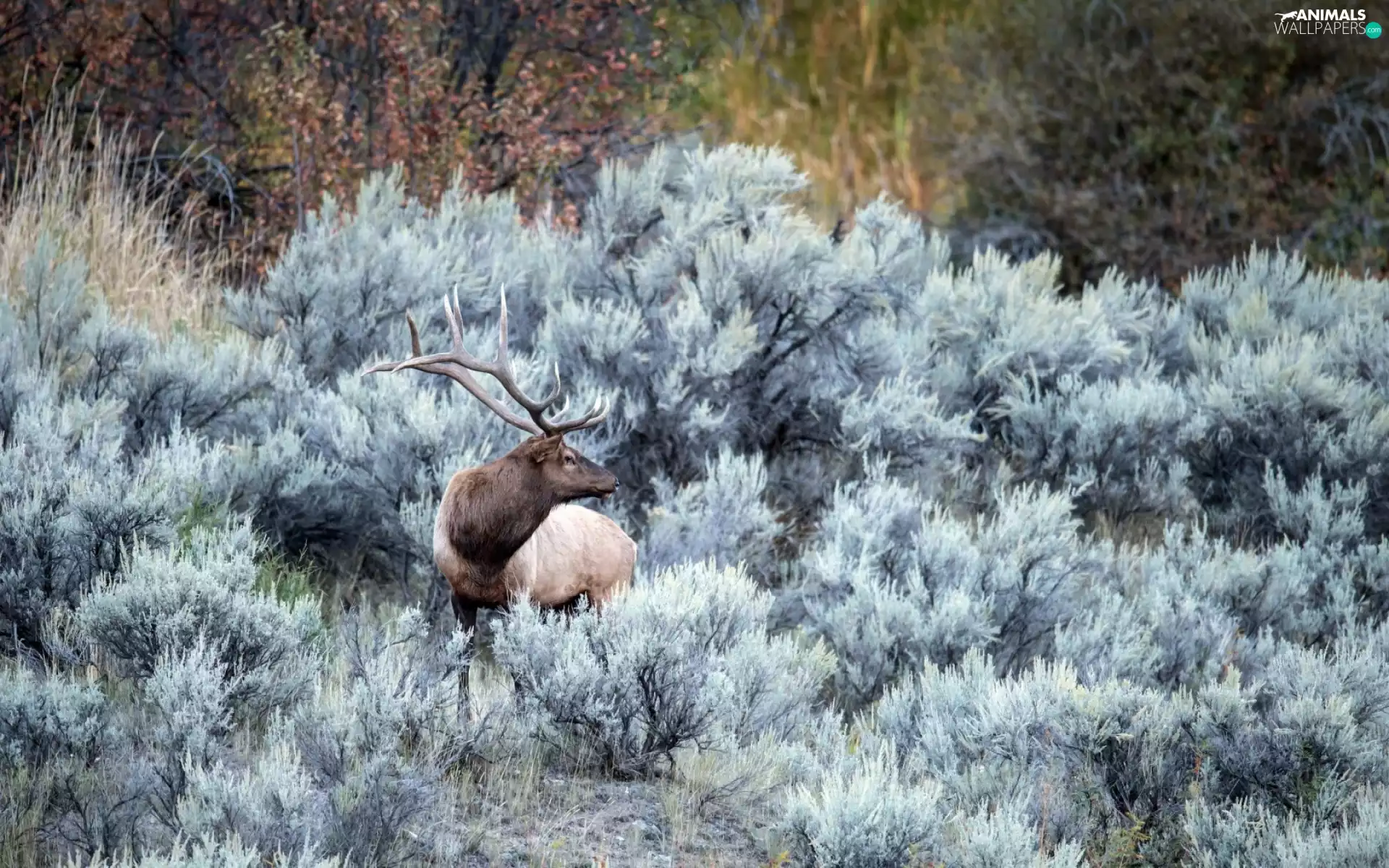 Bush, deer, frosty