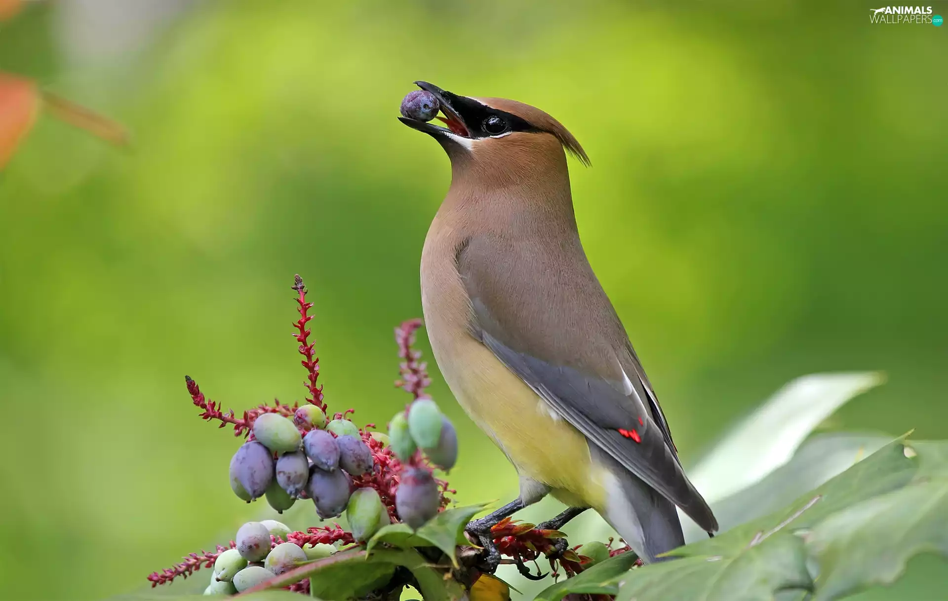 bush, Waxwing, Fruits