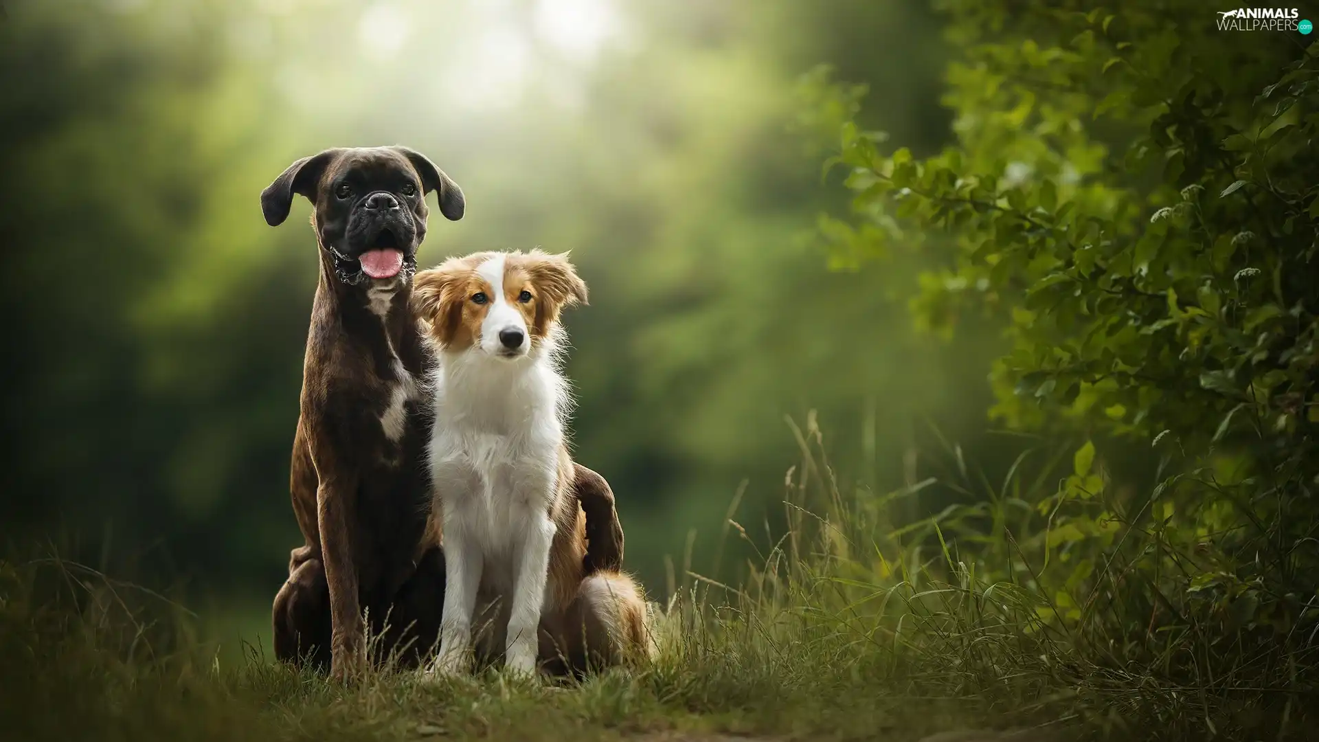 Bush, grass, boxer, Border Collie, Dogs