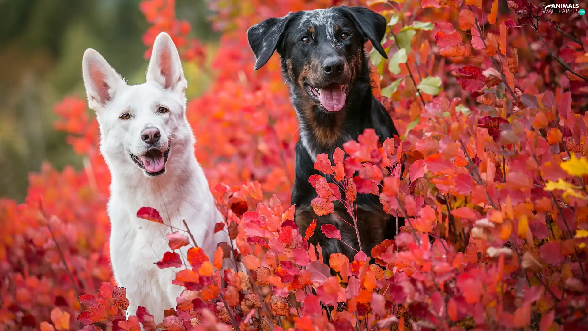 mongrel, Dogs, Leaf, Bush, Red, Swiss Shepherd