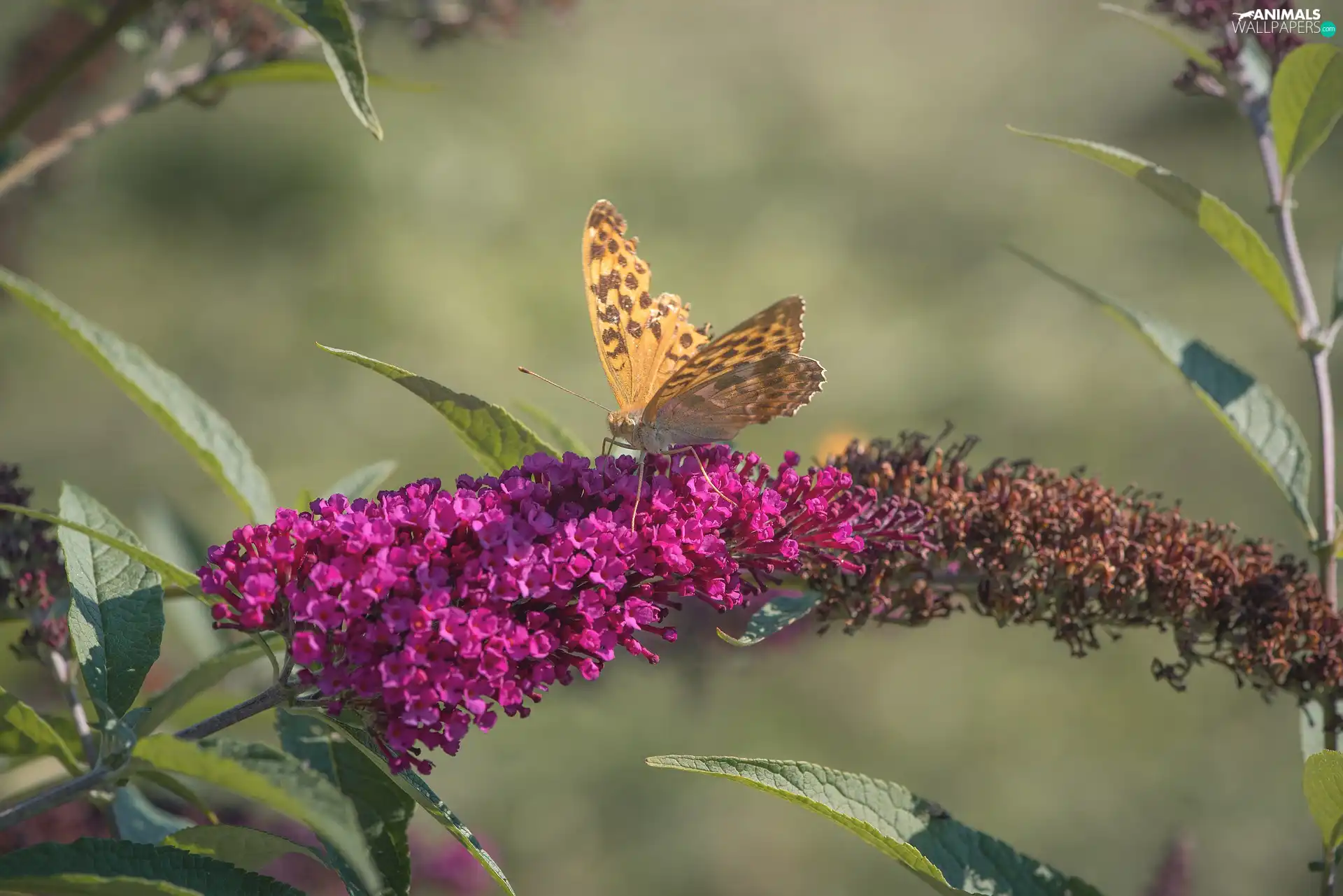 Colourfull Flowers, butterfly bush, butterfly, Pink