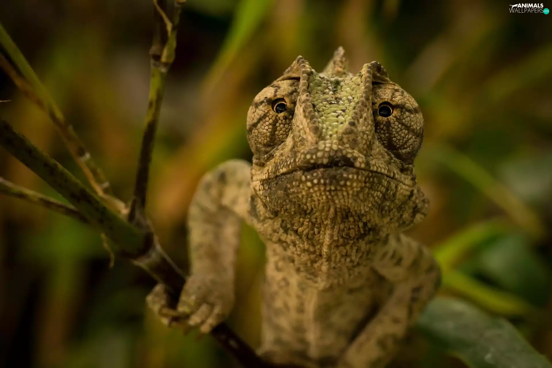 bush, Cameleon, Twigs