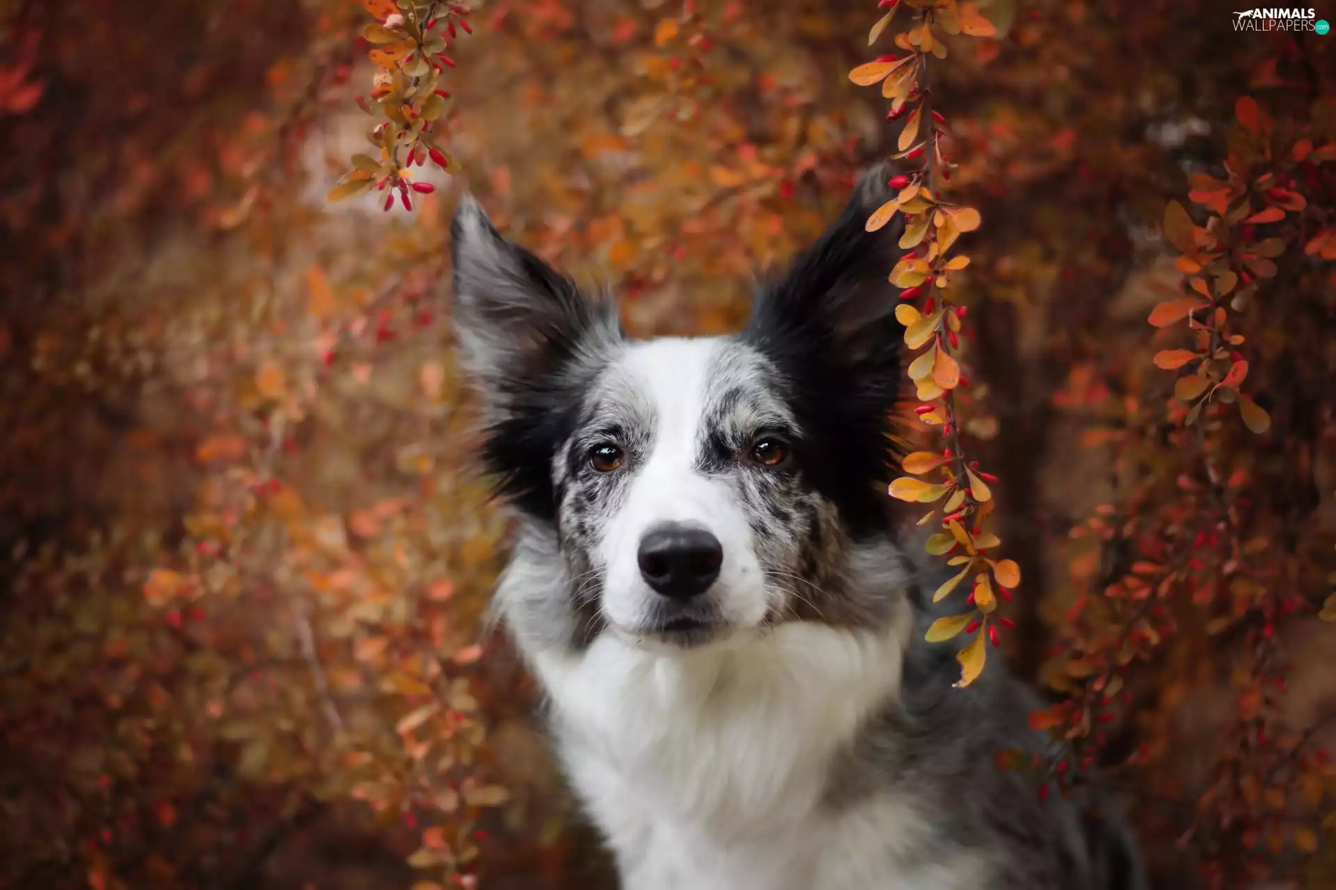 dog, Bush, Twigs, Border Collie