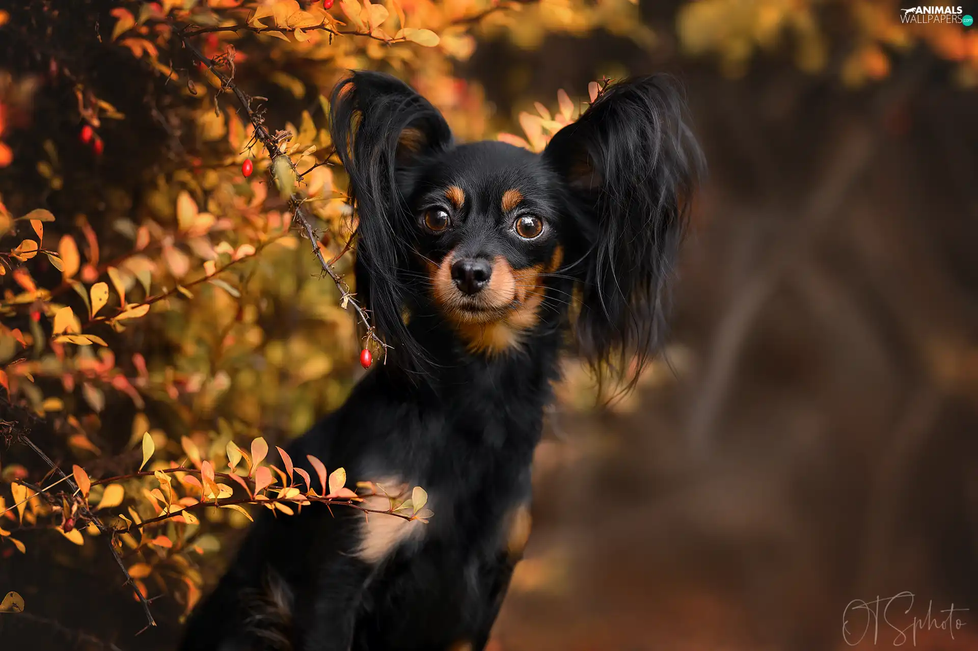 dog, Bush, Twigs, Russian Toy