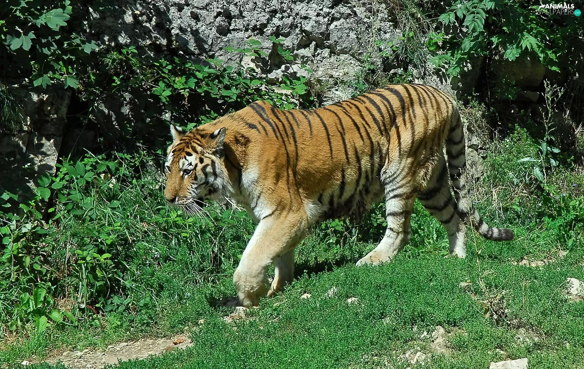 Bushes, tiger, grass