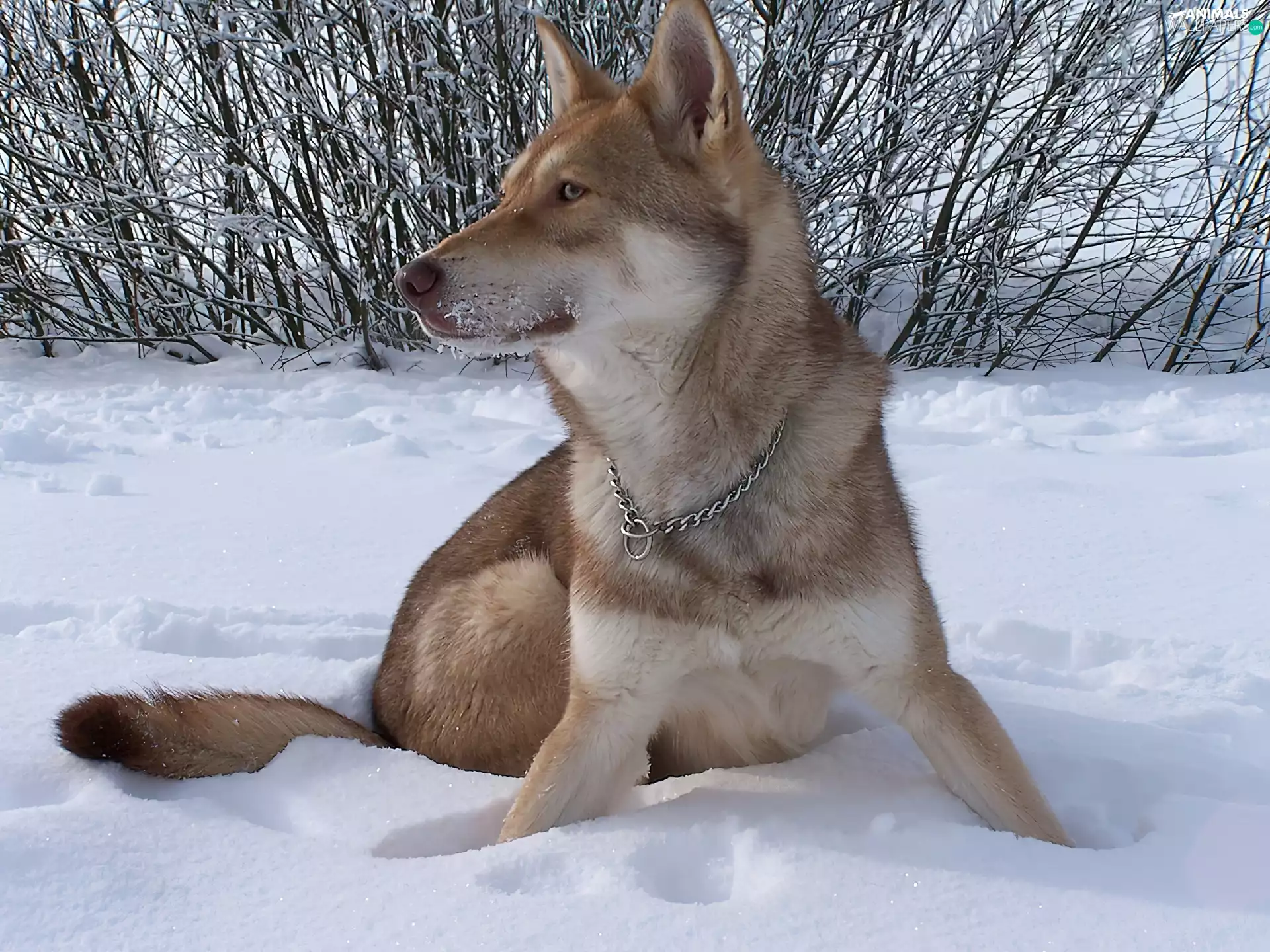 Bushes, Saarlooswolfhond, snow