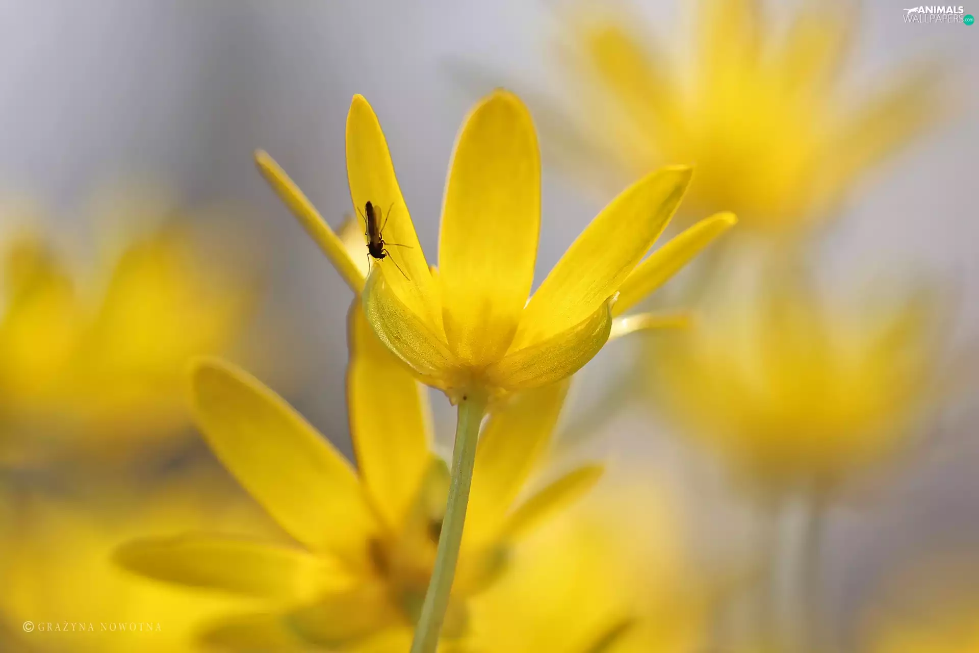 fig buttercup, Flowers, mosquito, Yellow