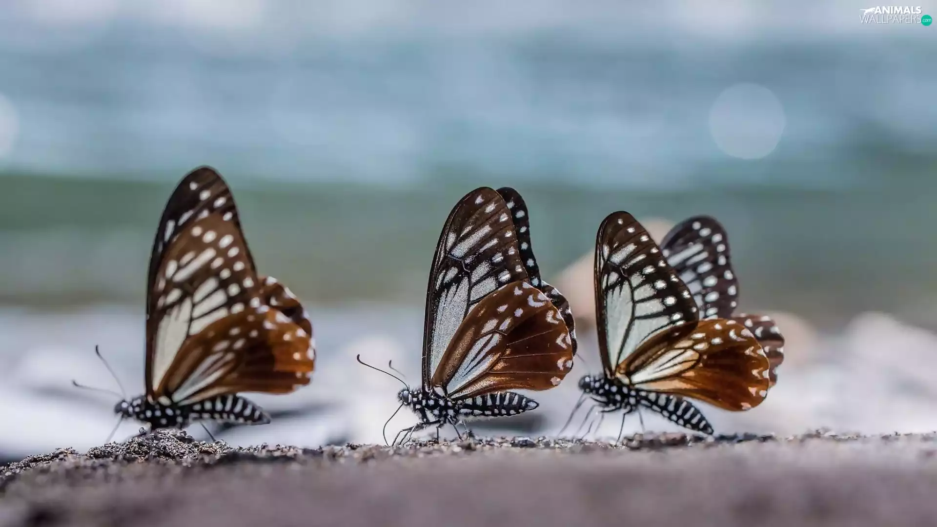 butterflies, Three, Brown