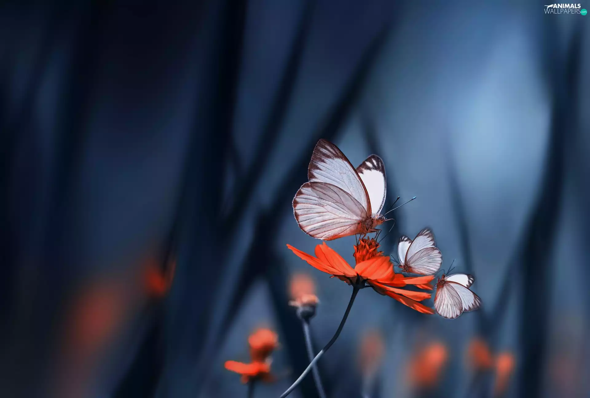 Close, Red Flower, butterflies