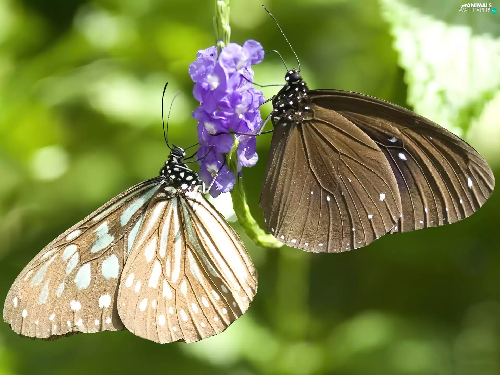 Flower, Two cars, butterflies