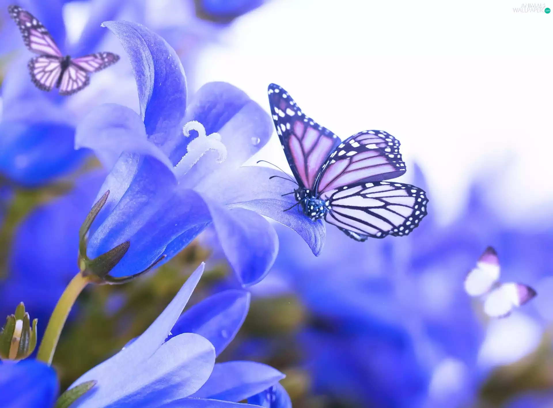 butterflies, Blue, Flowers