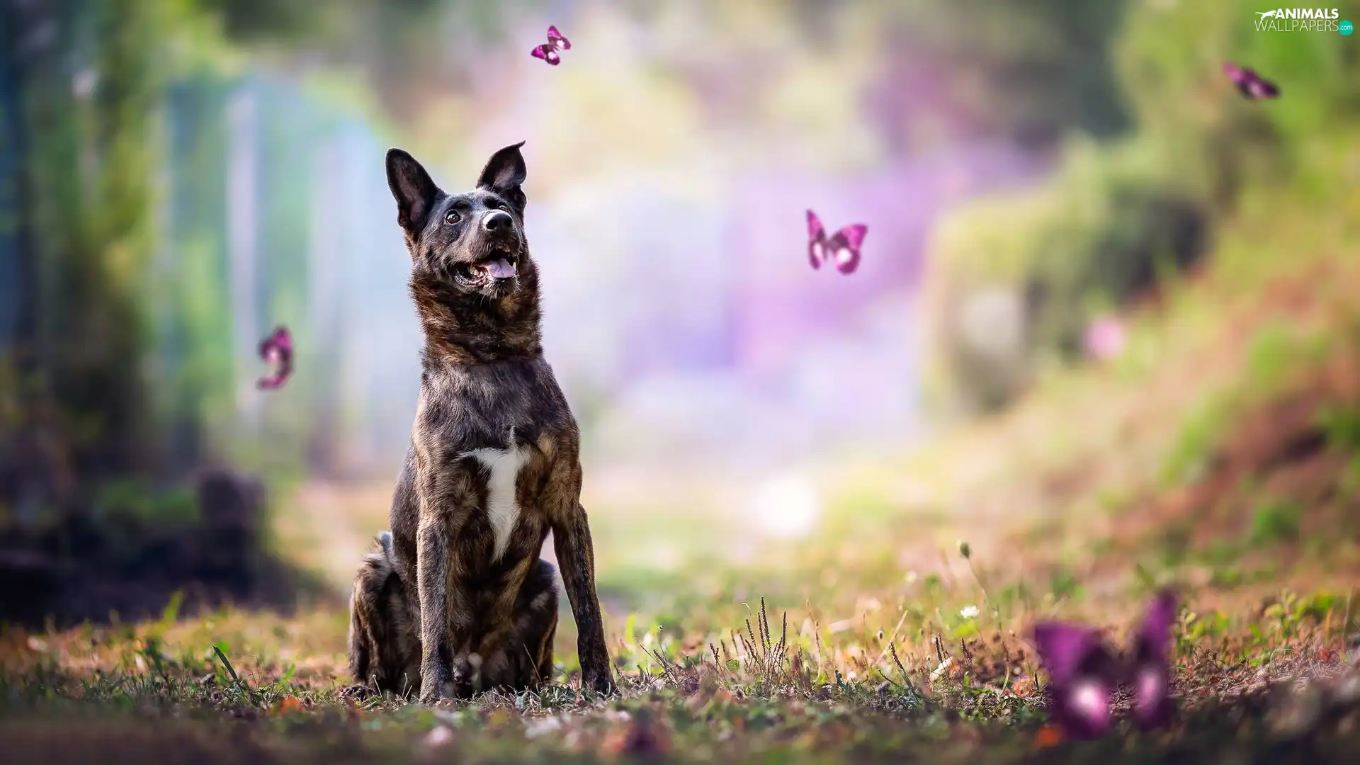 butterflies, dog, lea