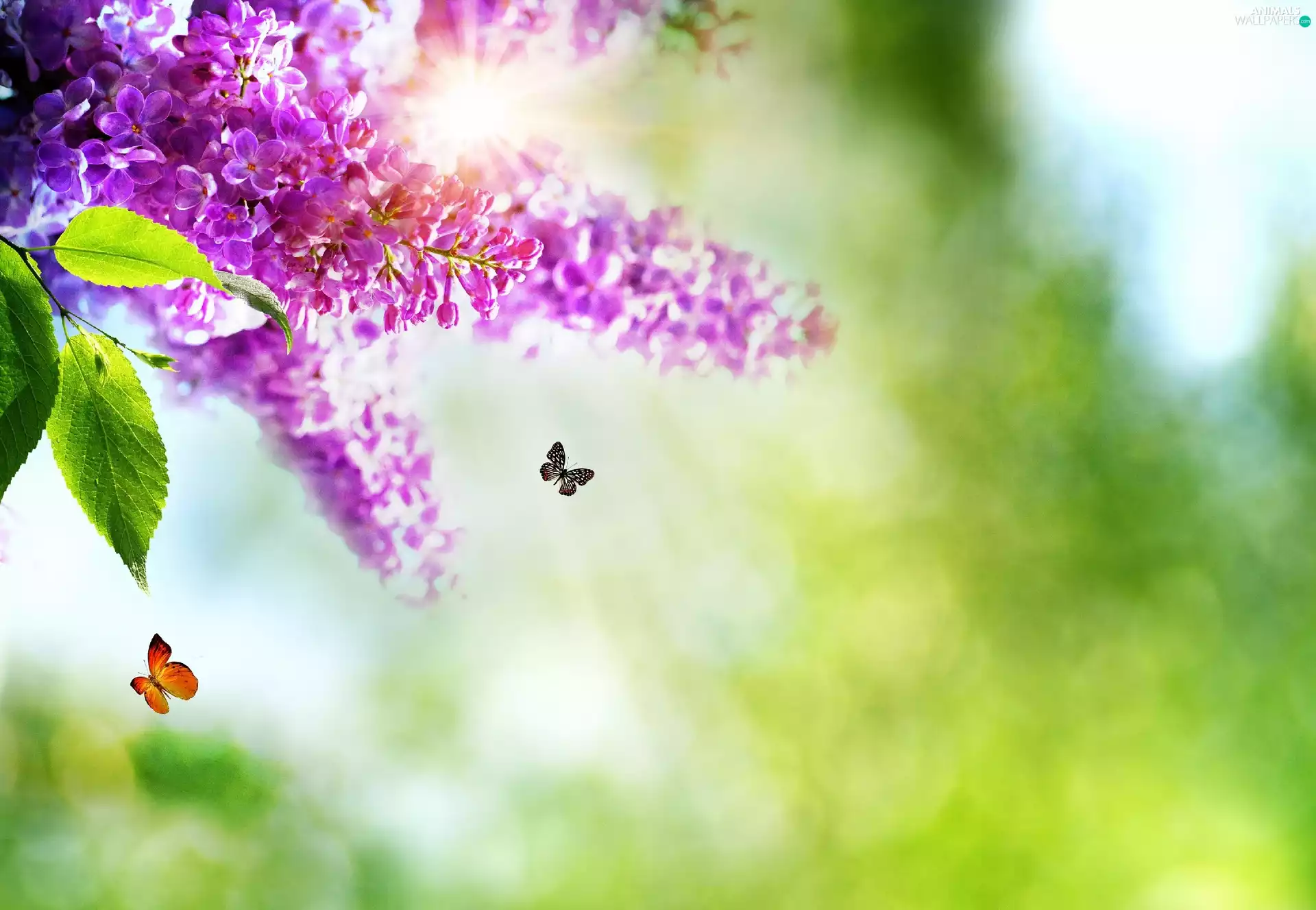butterflies, Flowers, lilac