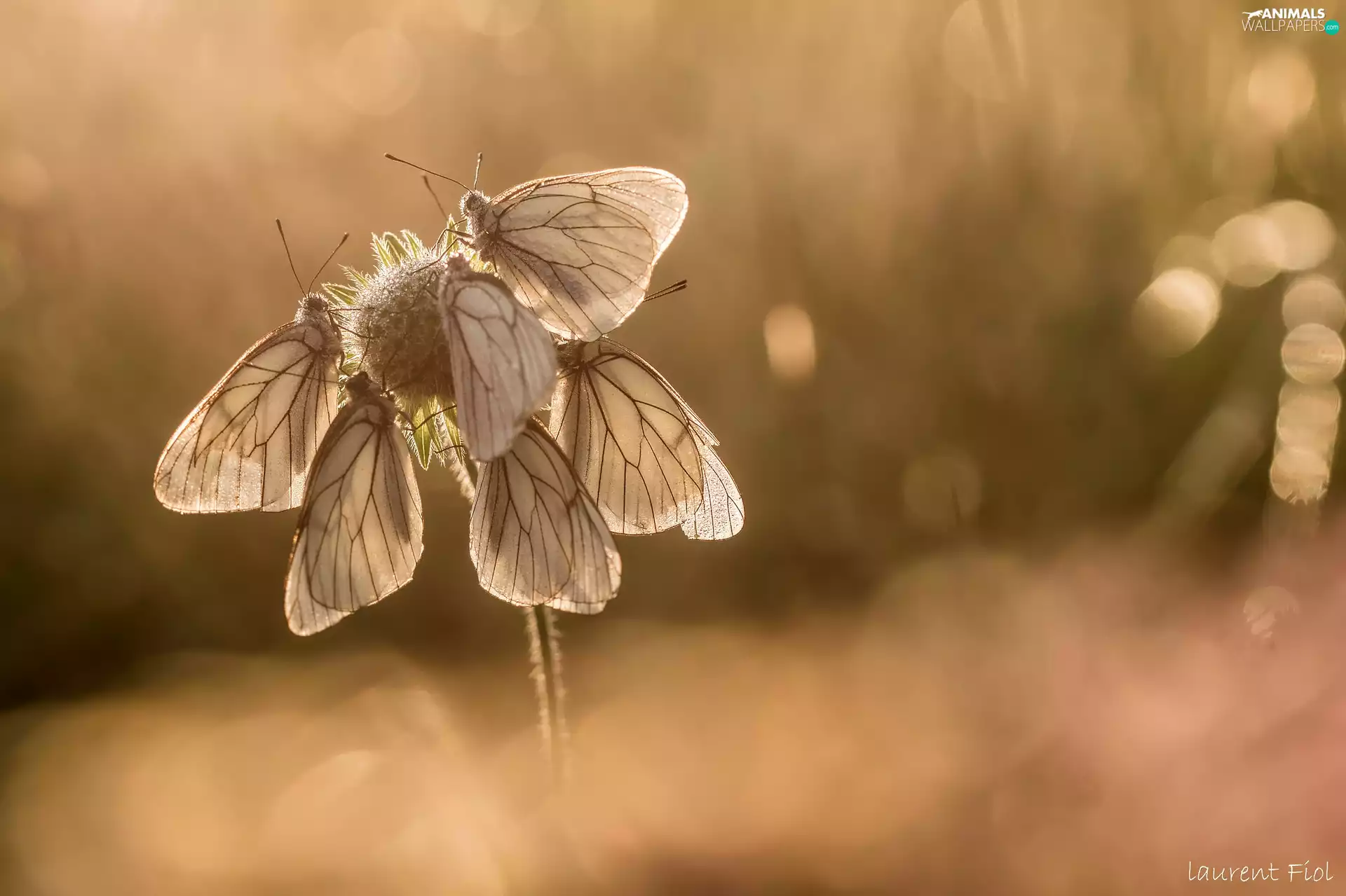 butterflies, Pereute telthusa