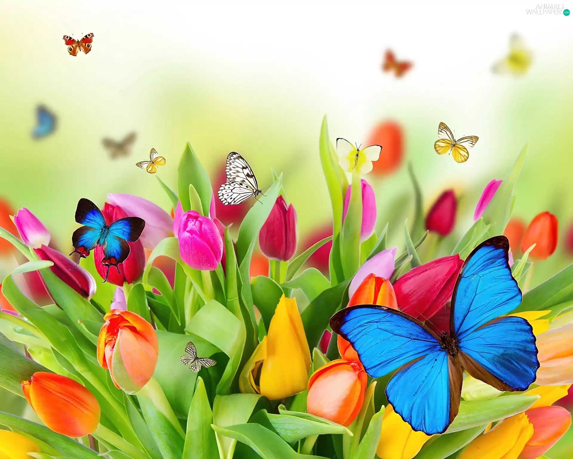 butterflies, color, Tulips