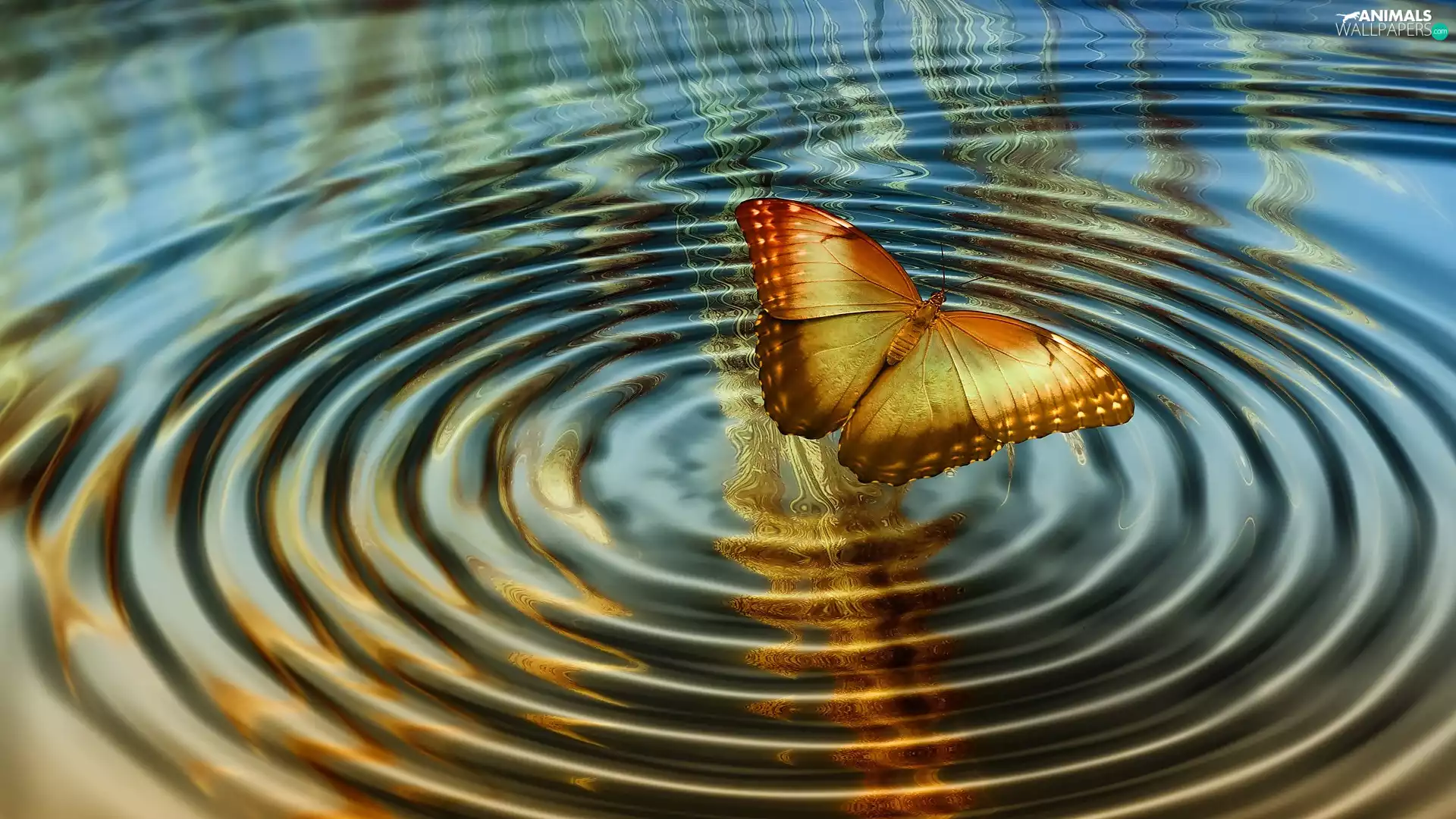 water, butterfly, 2D Graphics, circles