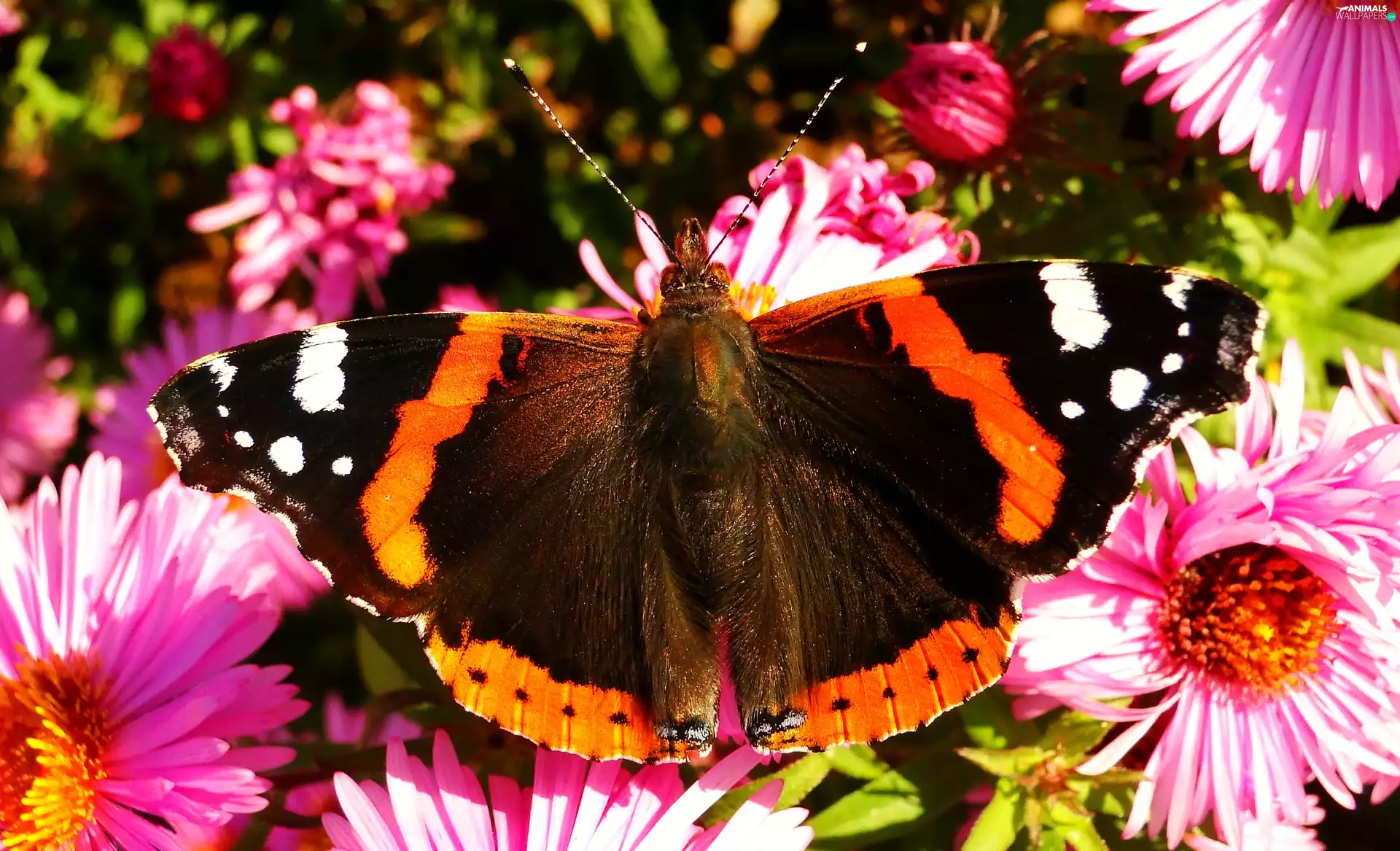 butterfly, Mermaid Admiral