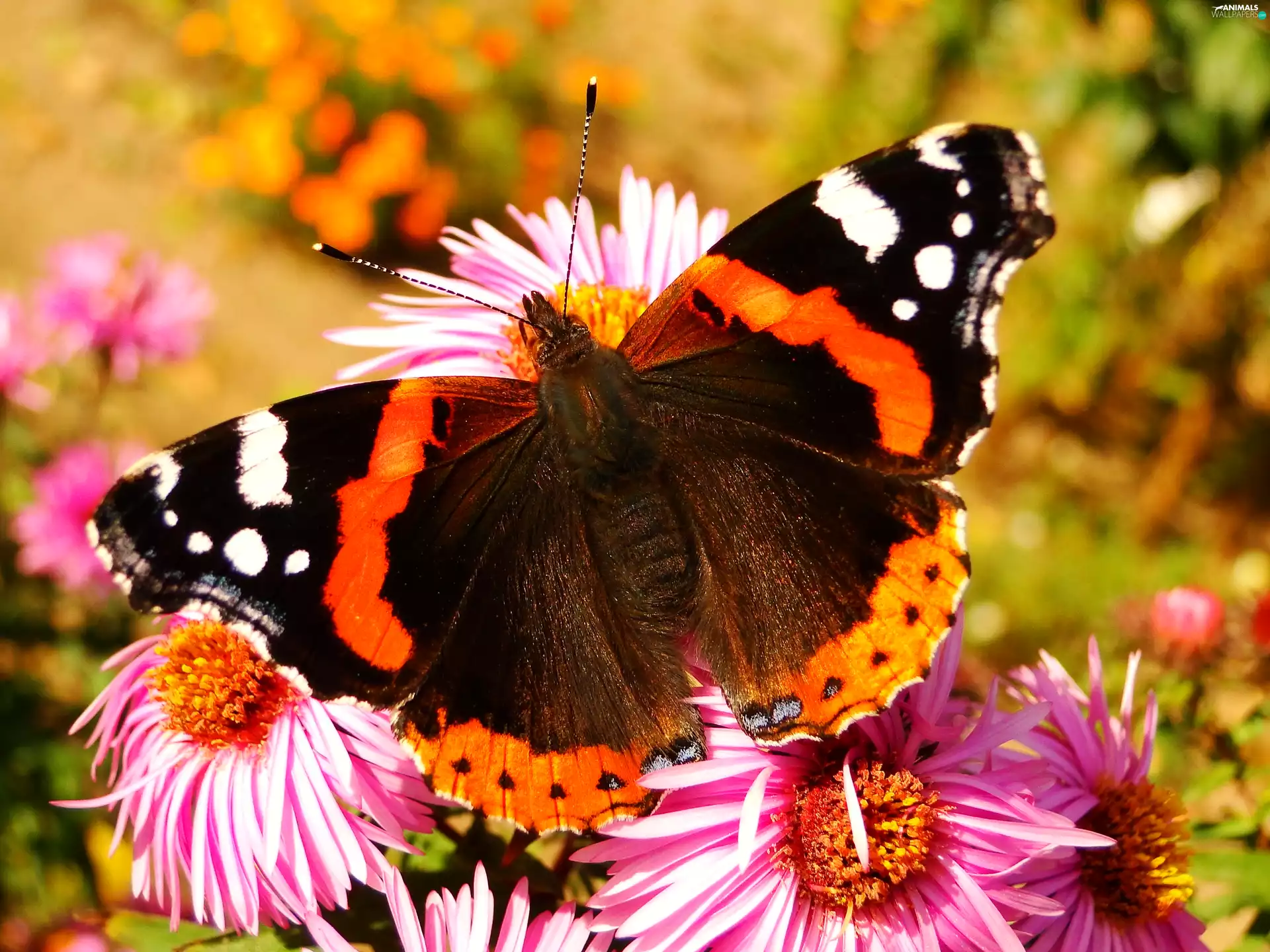 butterfly, Mermaid Admiral