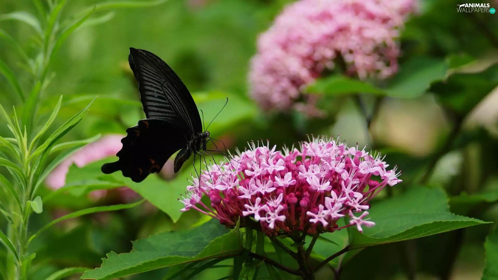 Colourfull Flowers, Spiraea, butterfly, Pink, Black